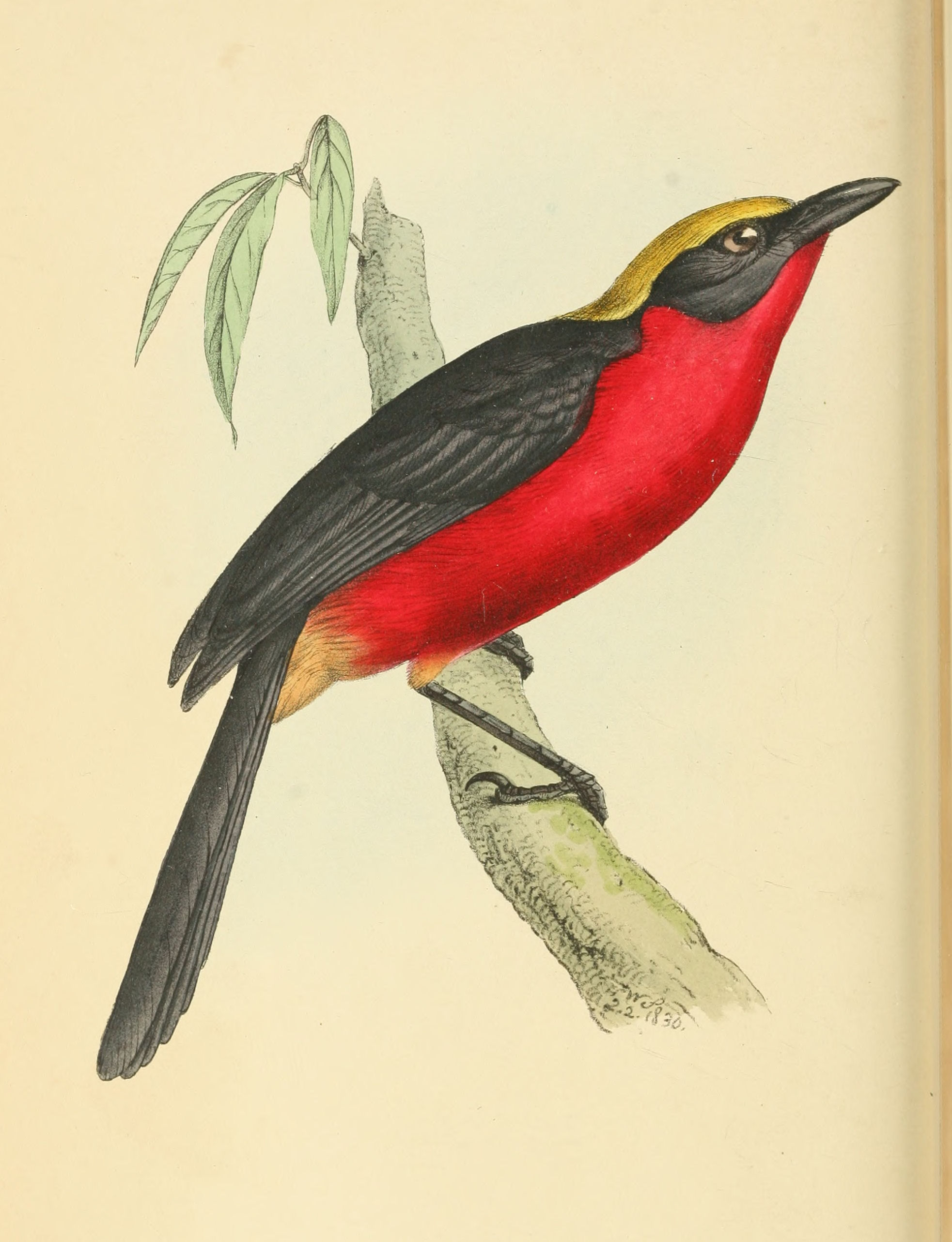 Plate 71.