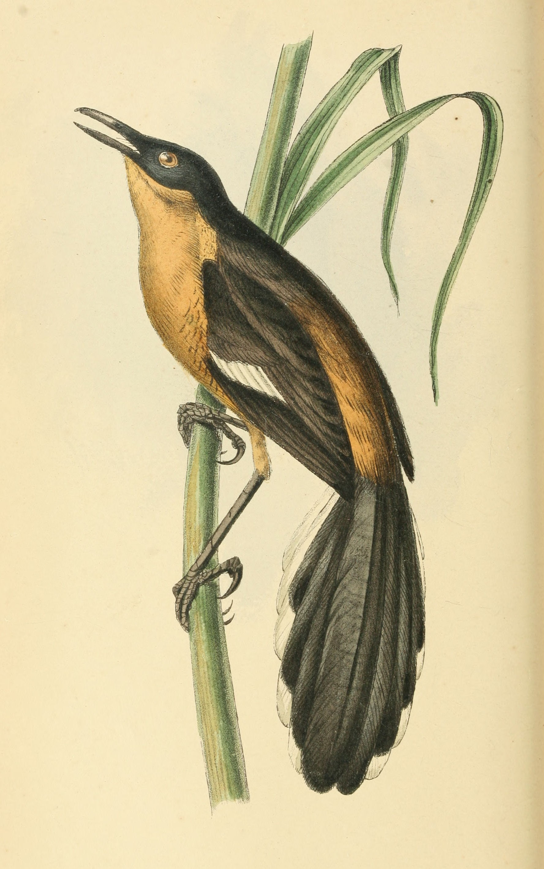 Plate 72.
