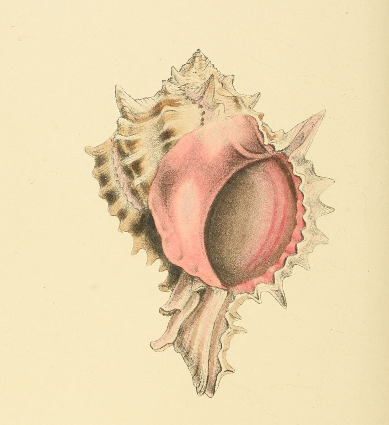 Plate 73.