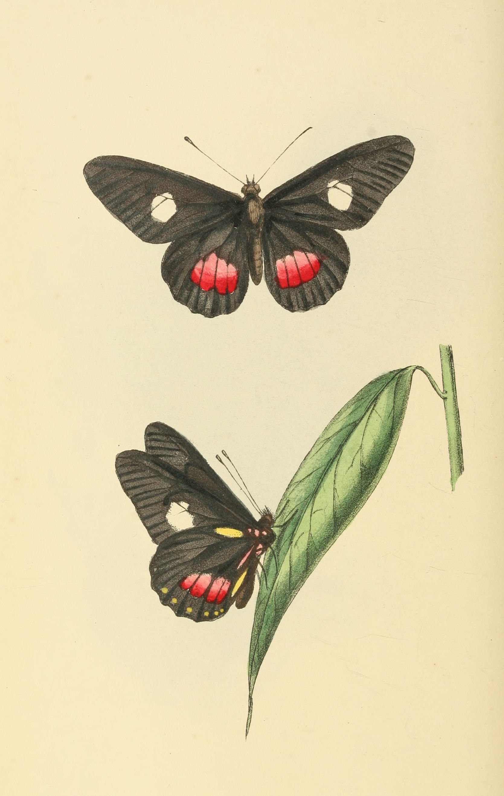 Plate 74.
