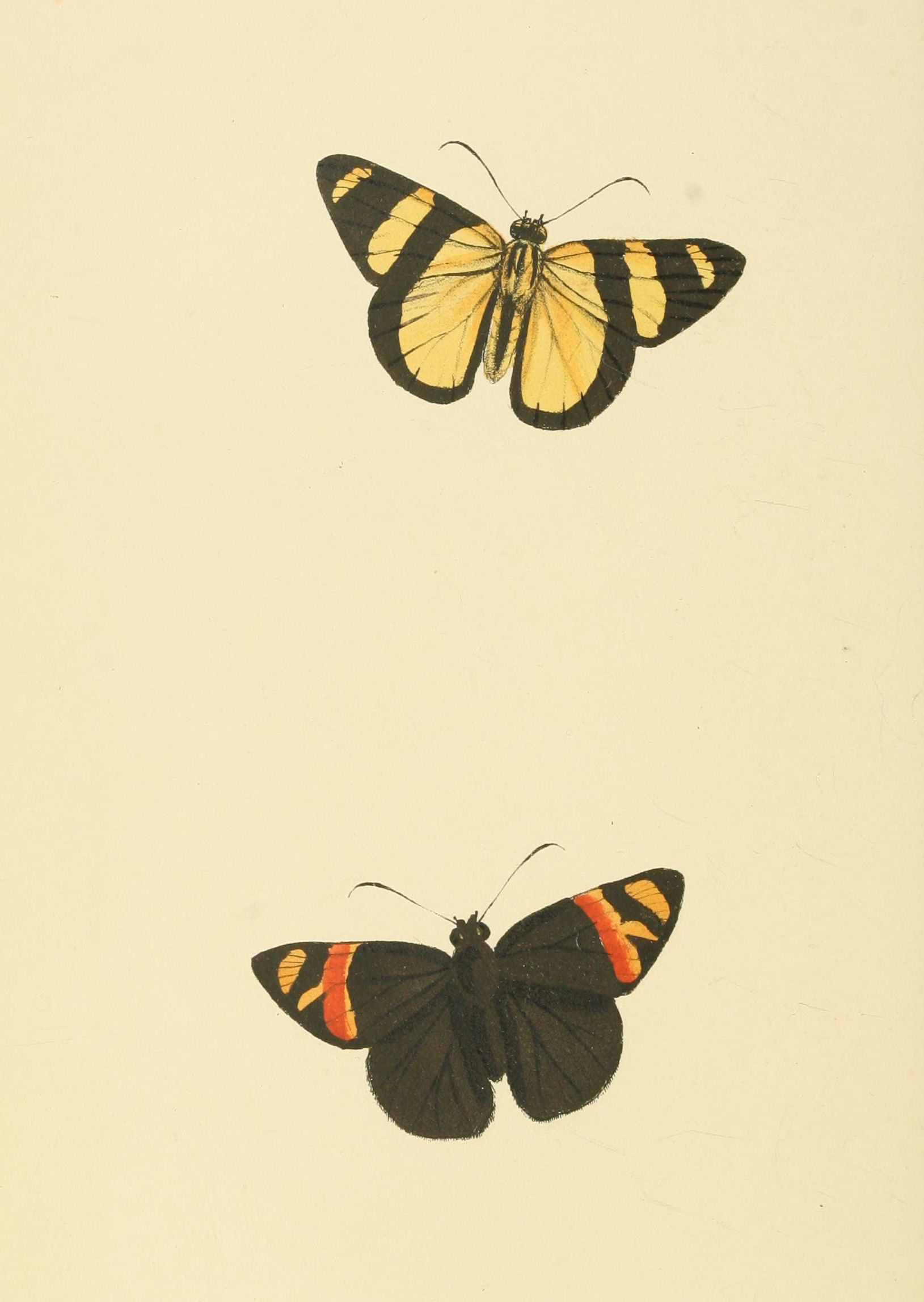 Plate 75.