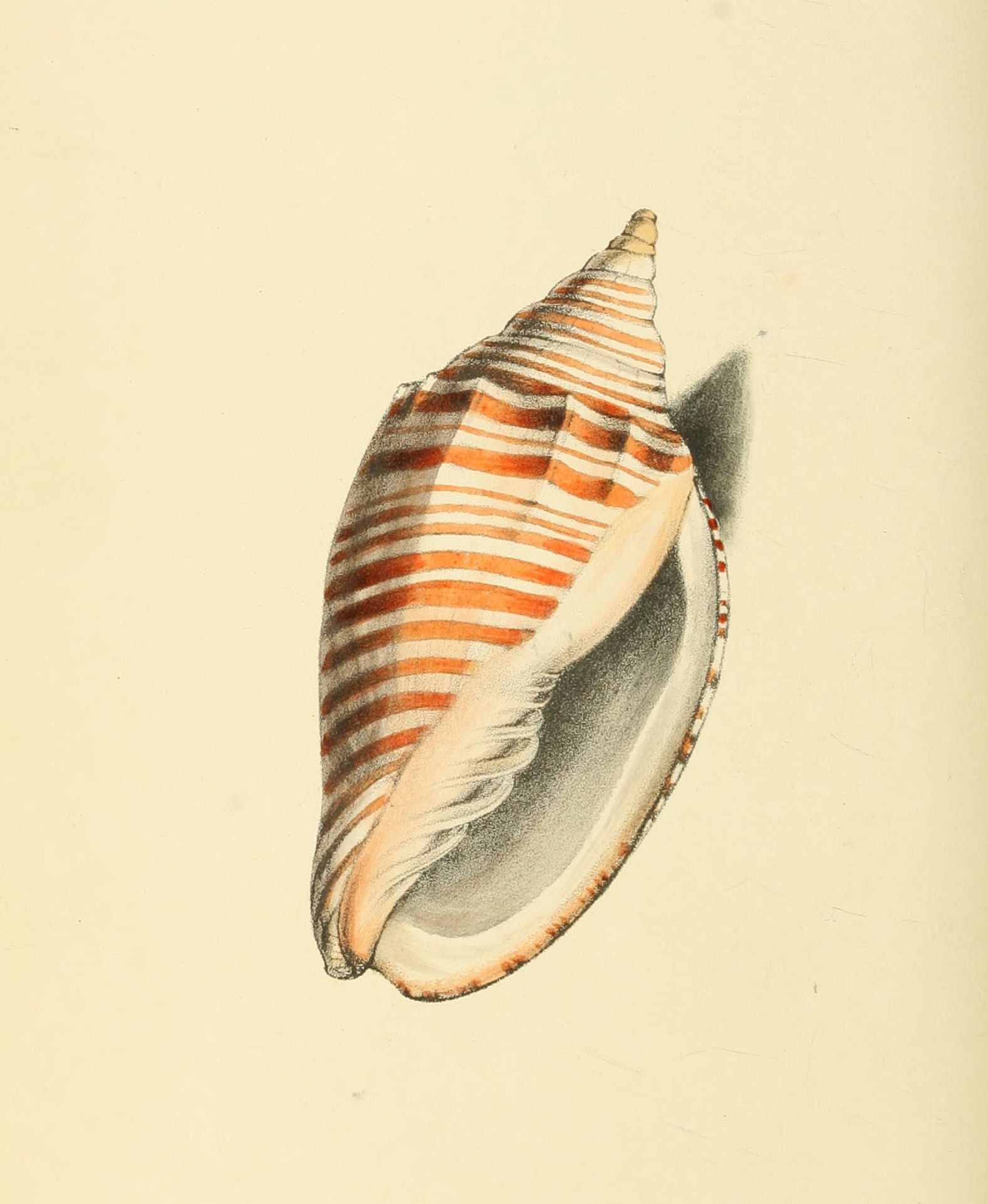 Plate 77.