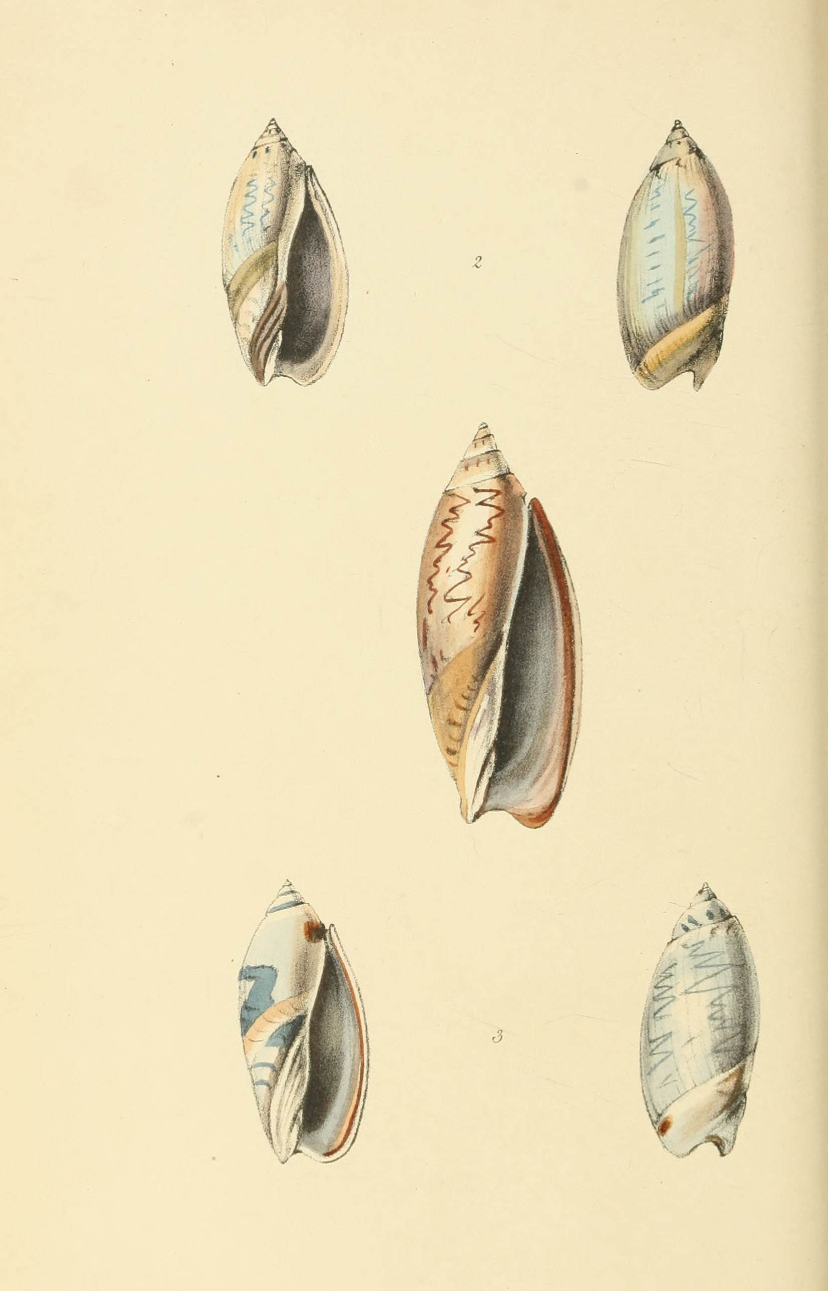 Plate 78.