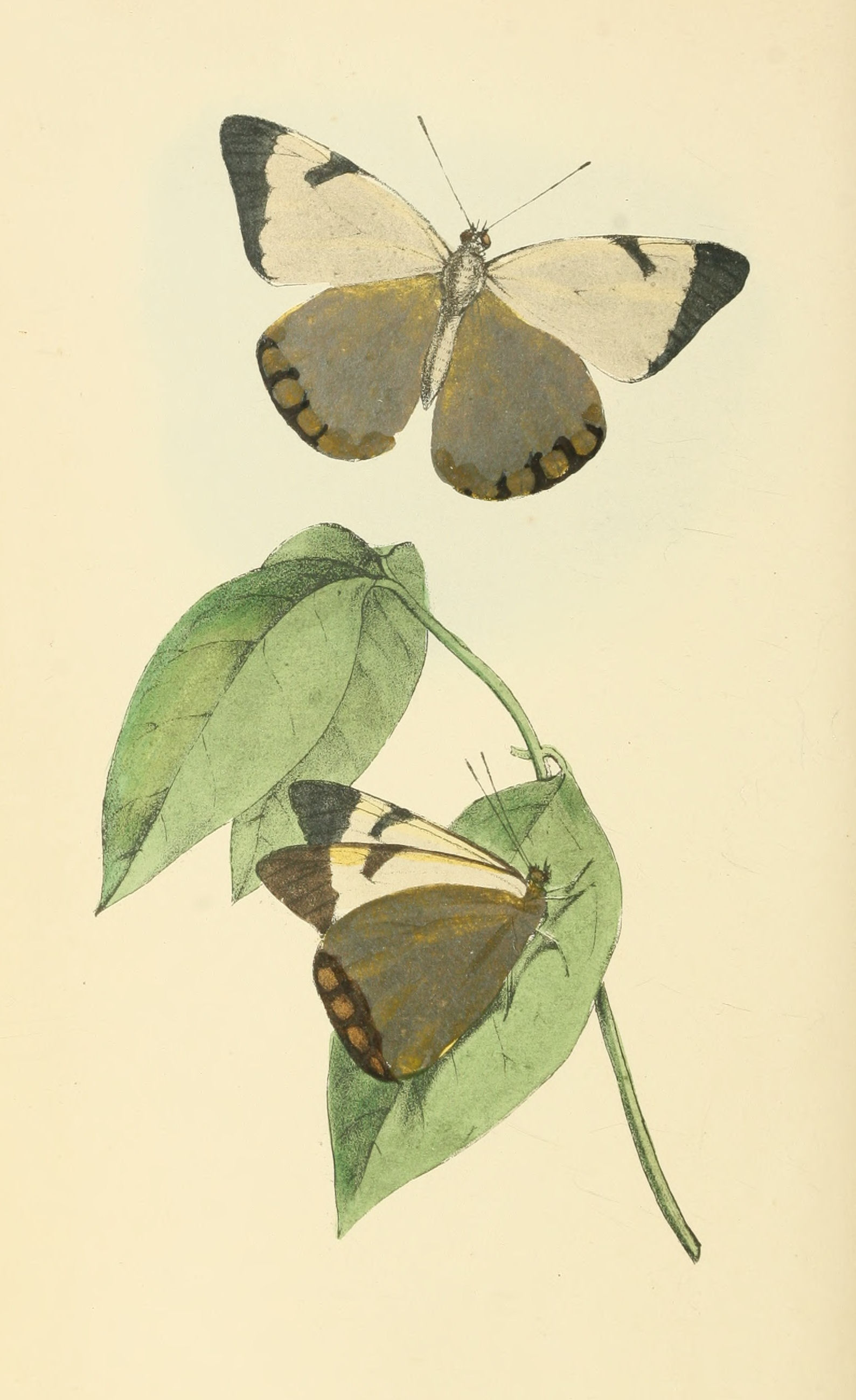 Plate 79.