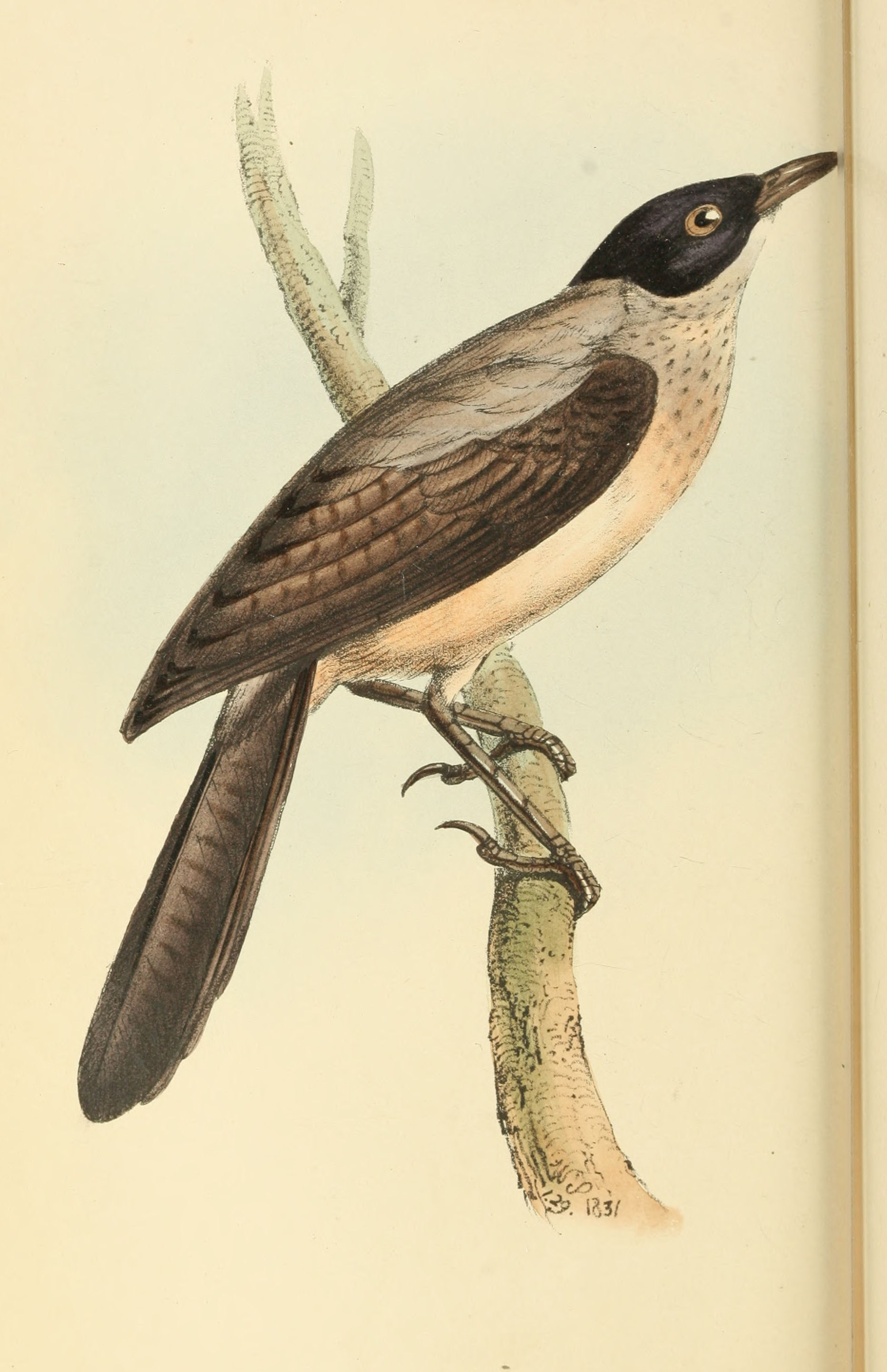 Plate 80.