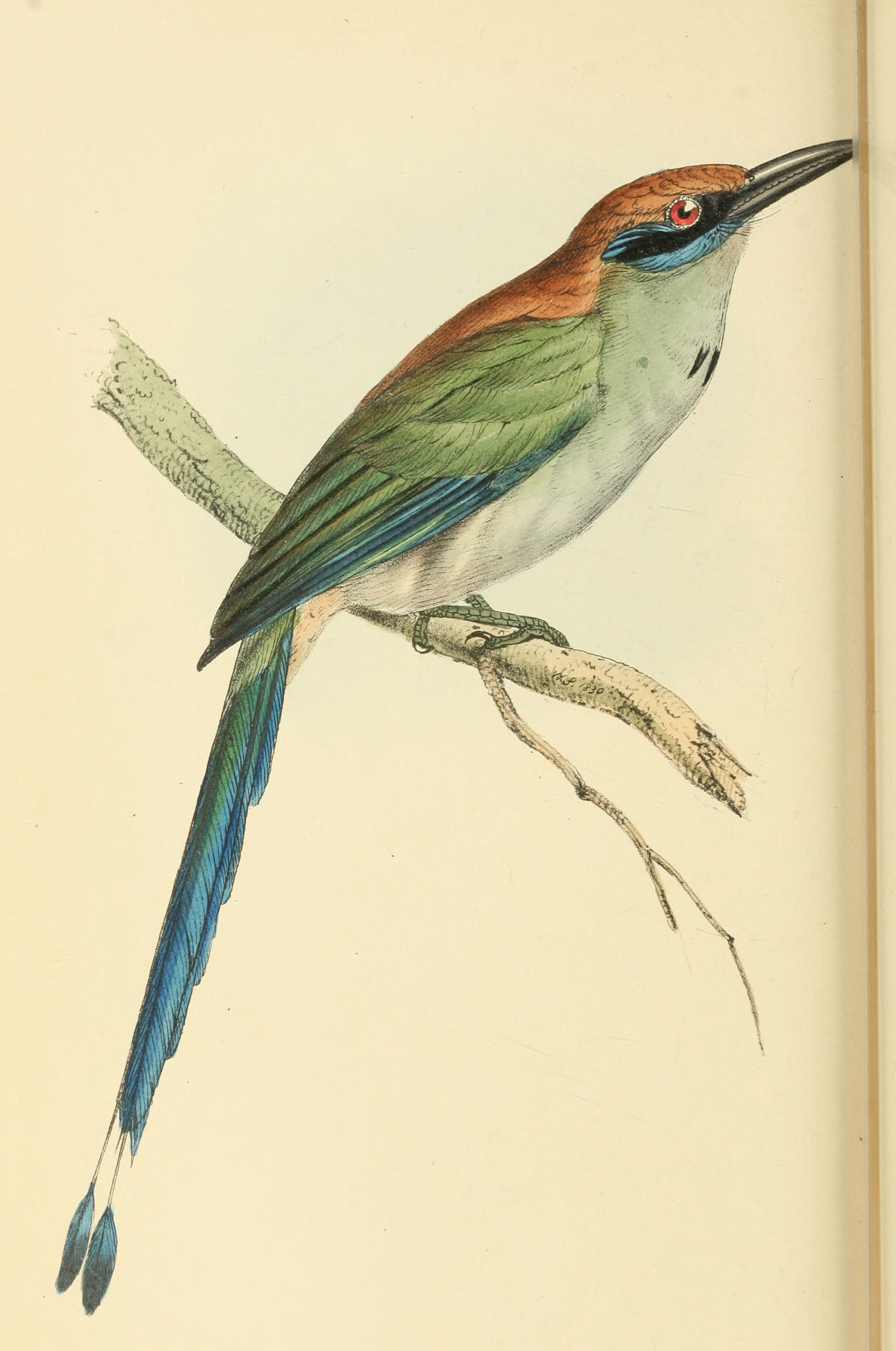 Plate 81.