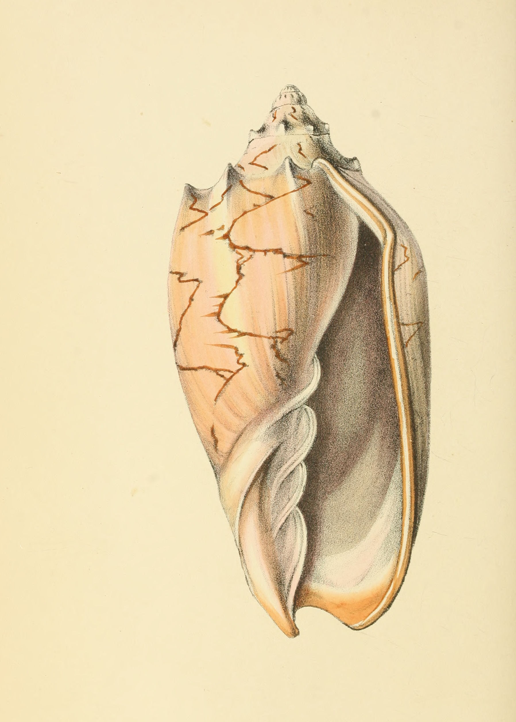 Plate 83.