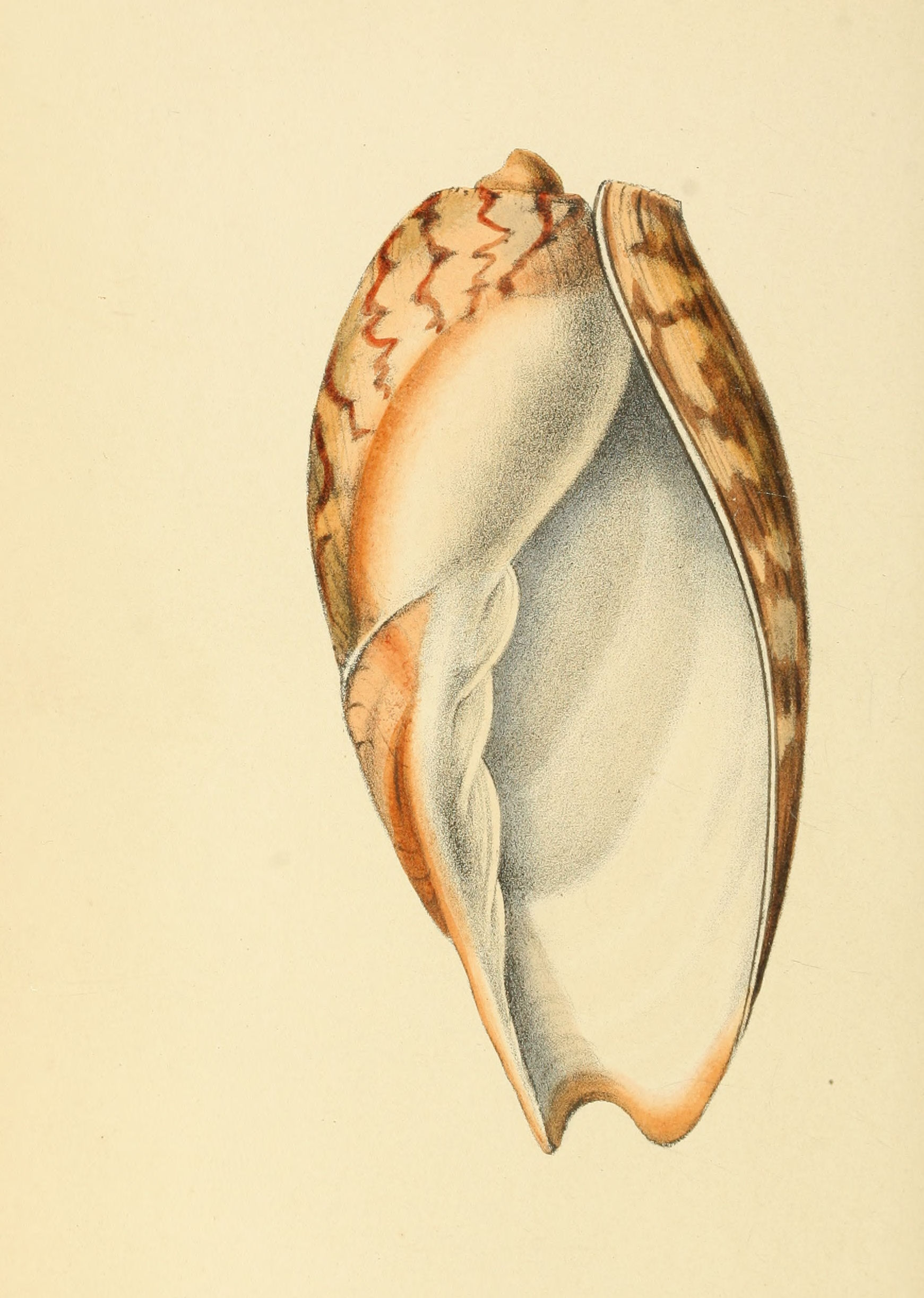 Plate 84.