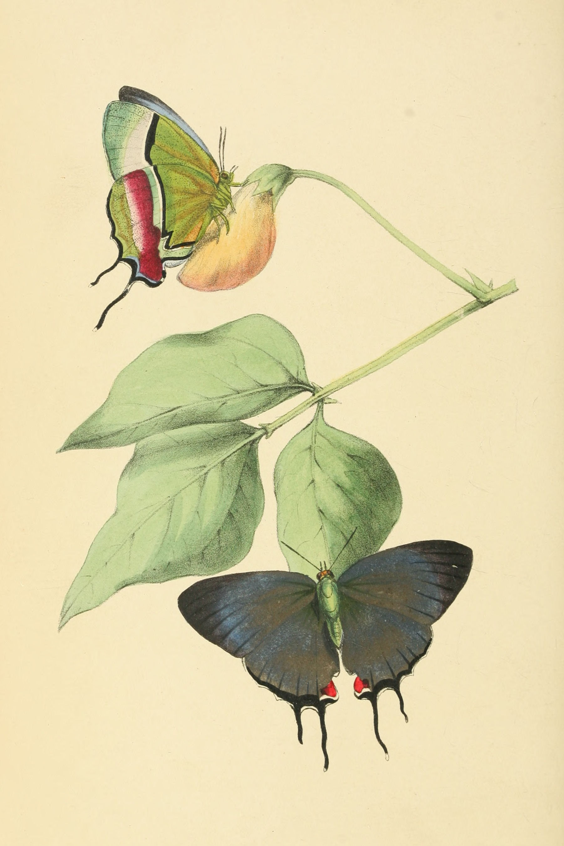 Plate 85.