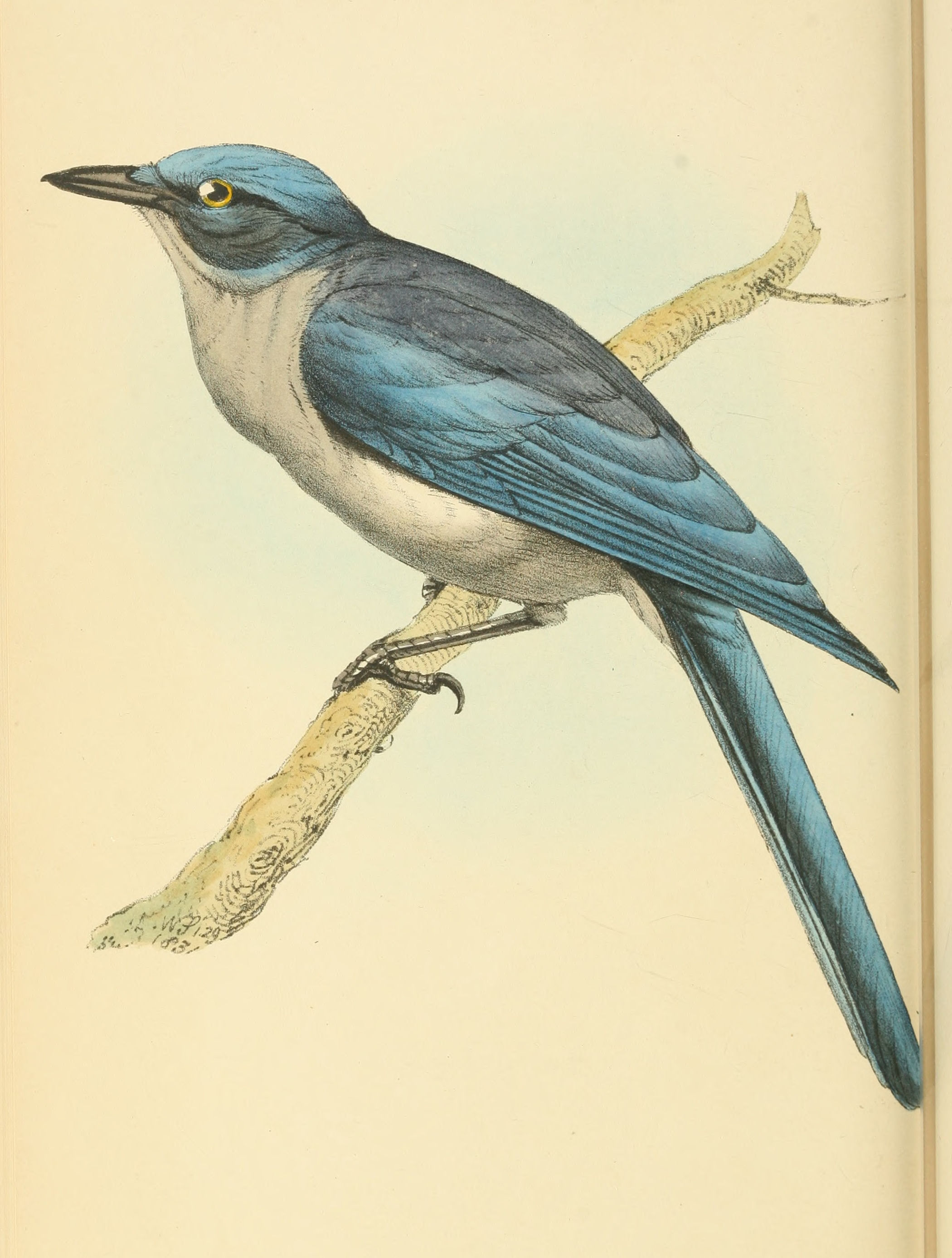 Plate 86.