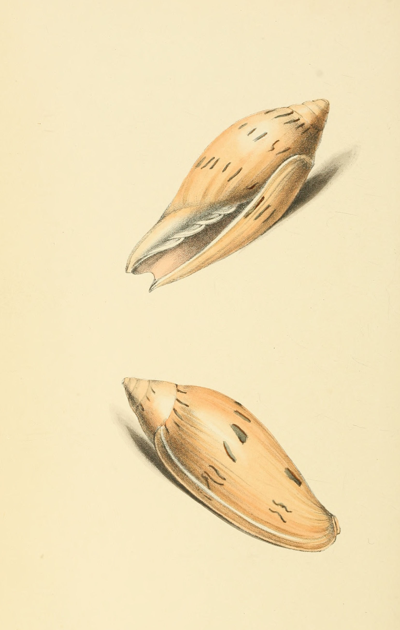 Plate 87.
