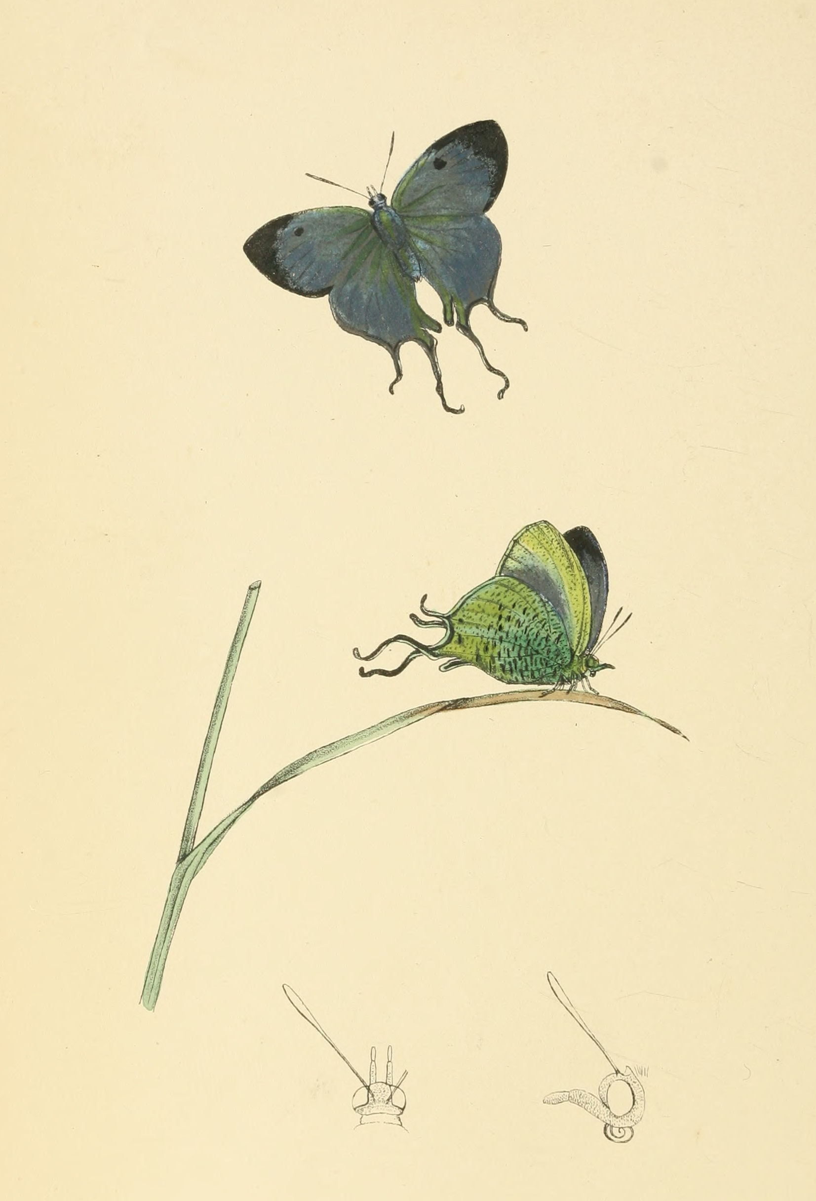 Plate 88.