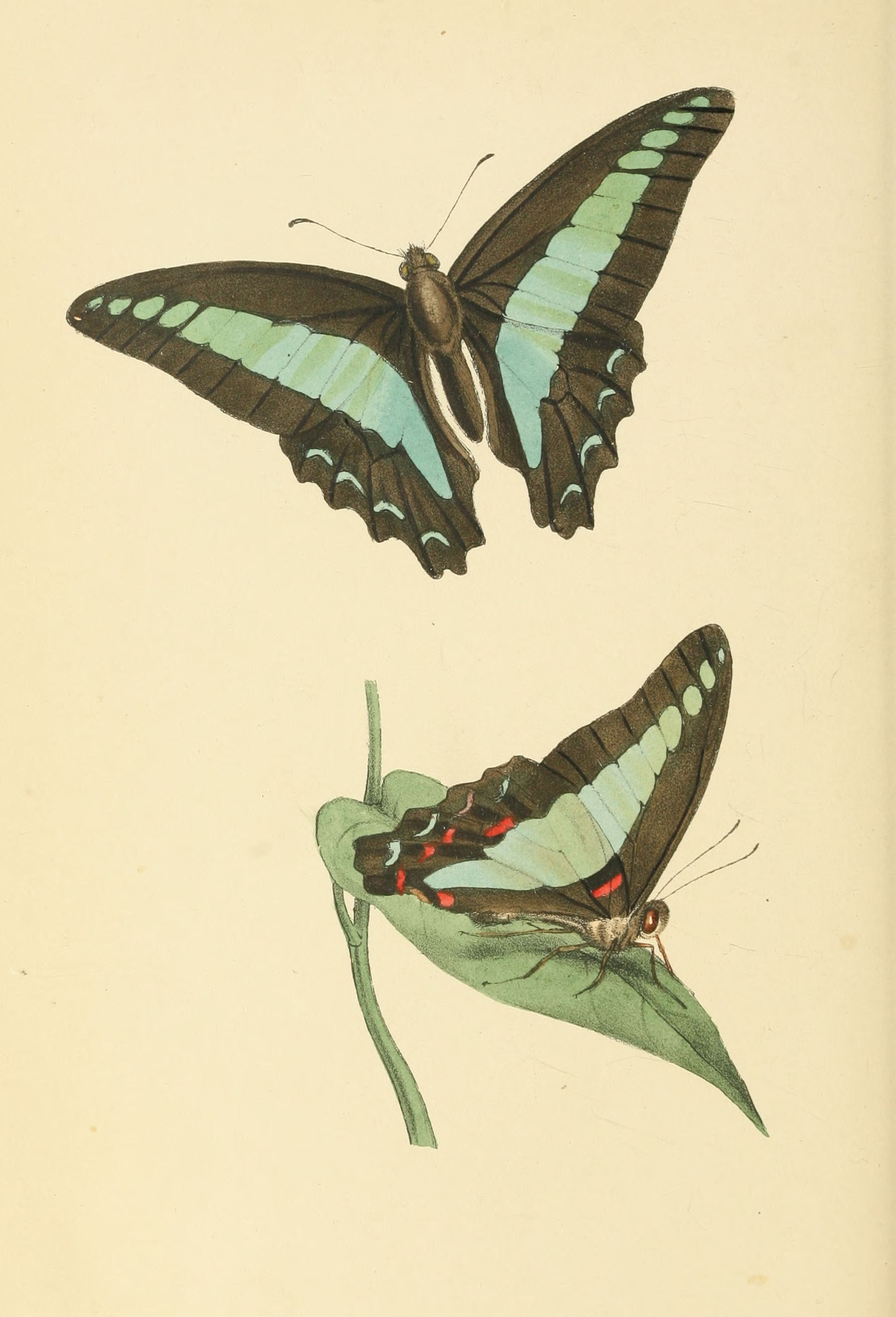 Plate 89.