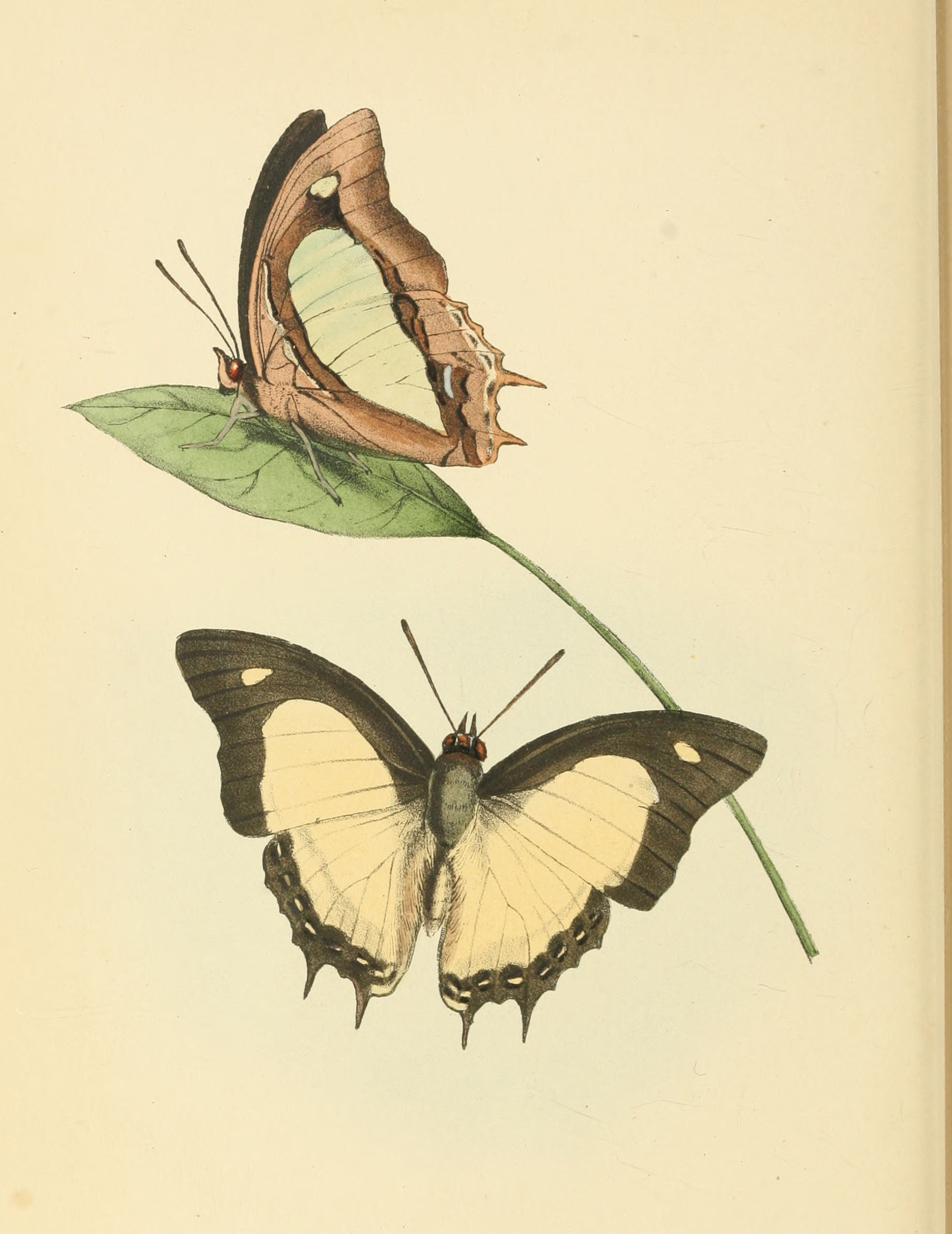 Plate 90.