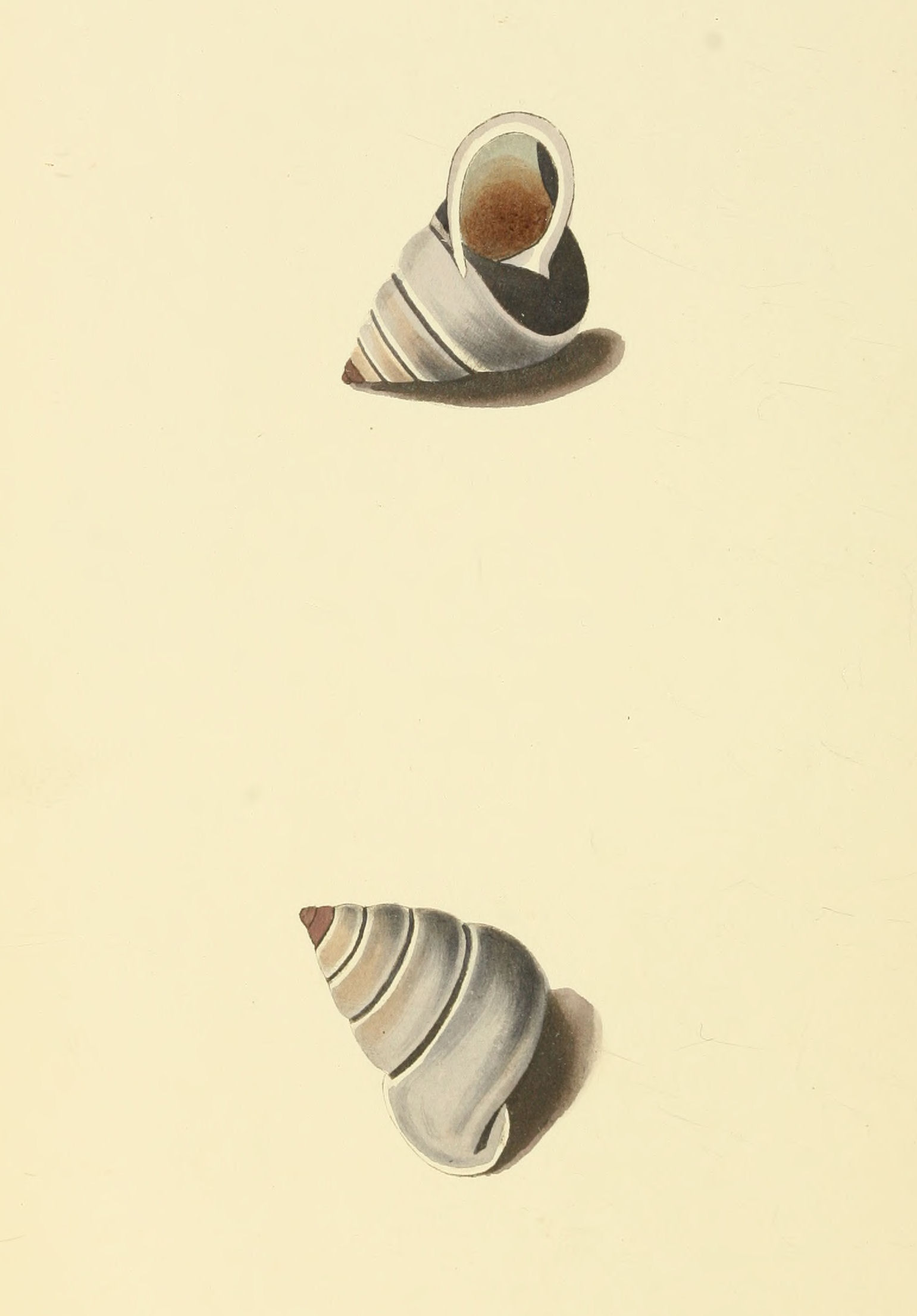 Plate 91.