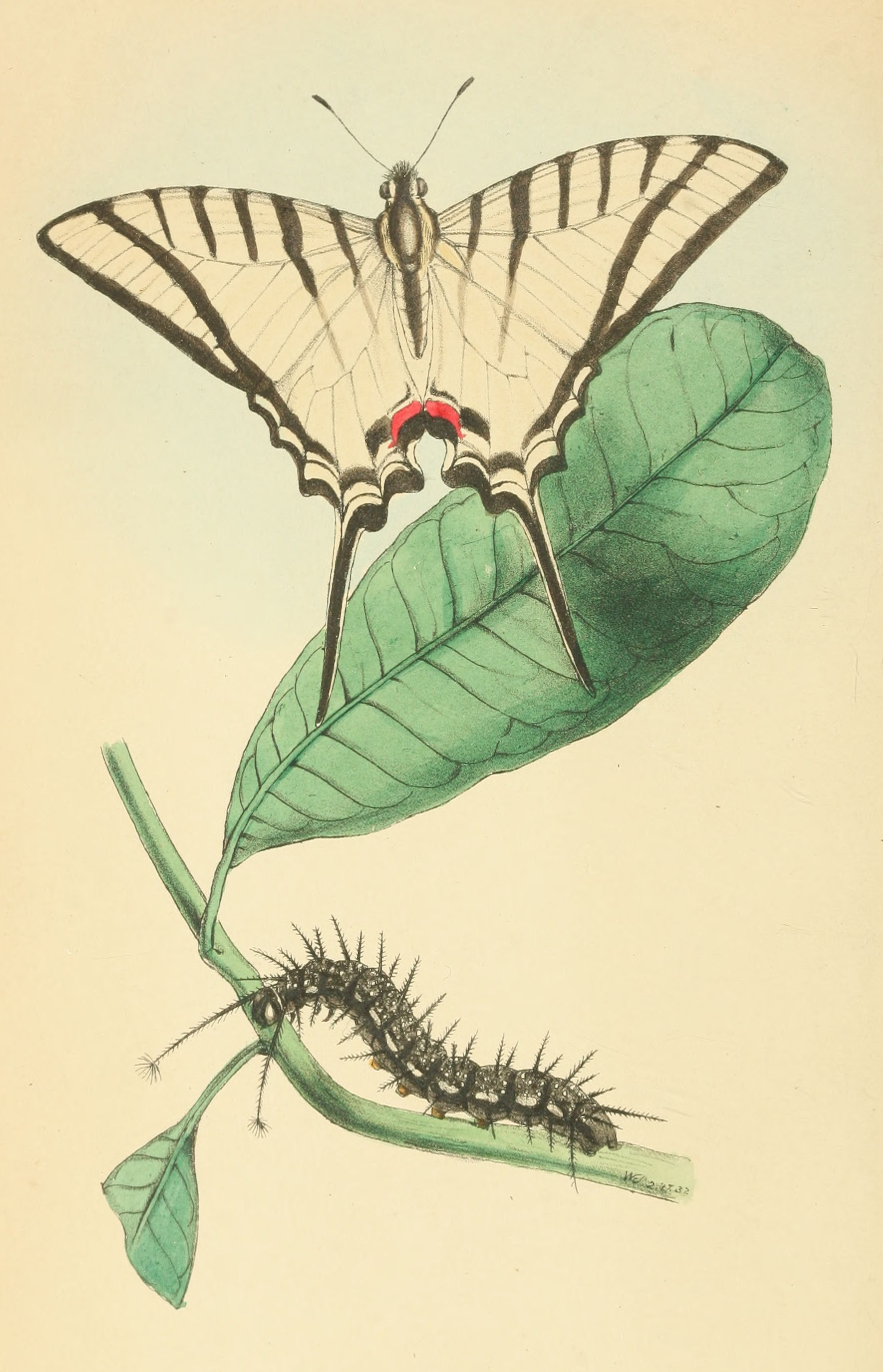 Plate 93.