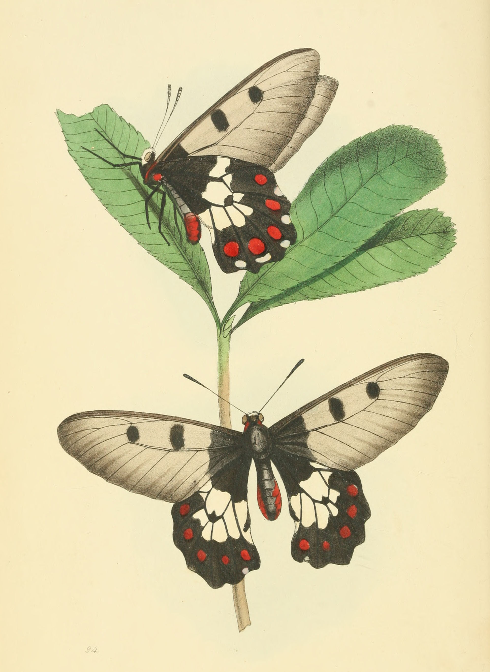 Plate 94.
