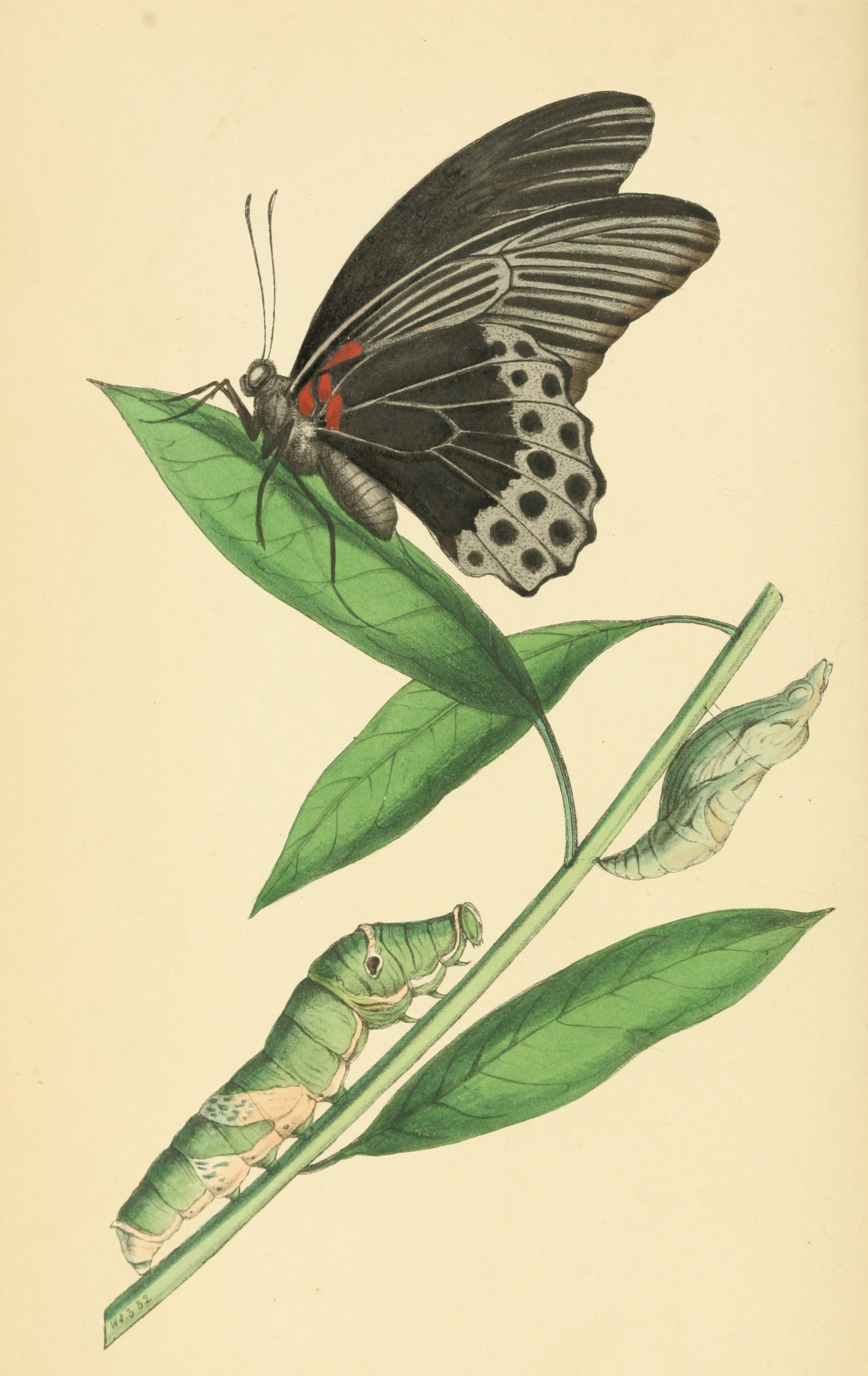 Plate 95.