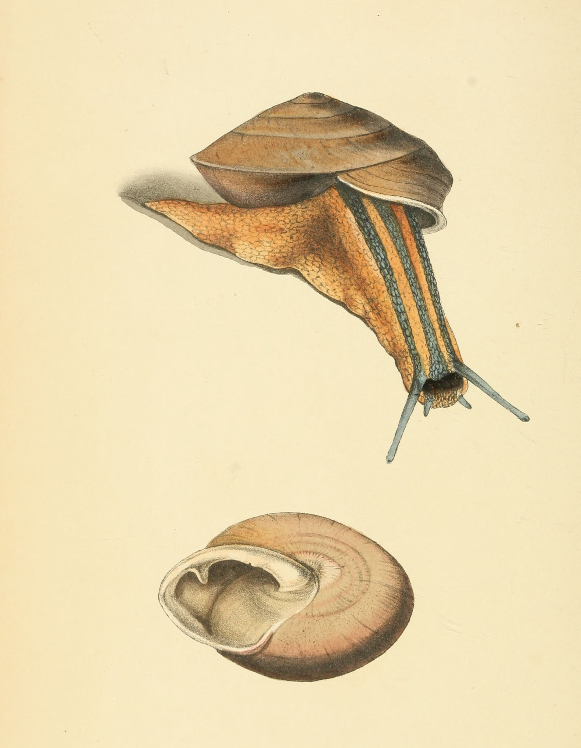 Plate 96.