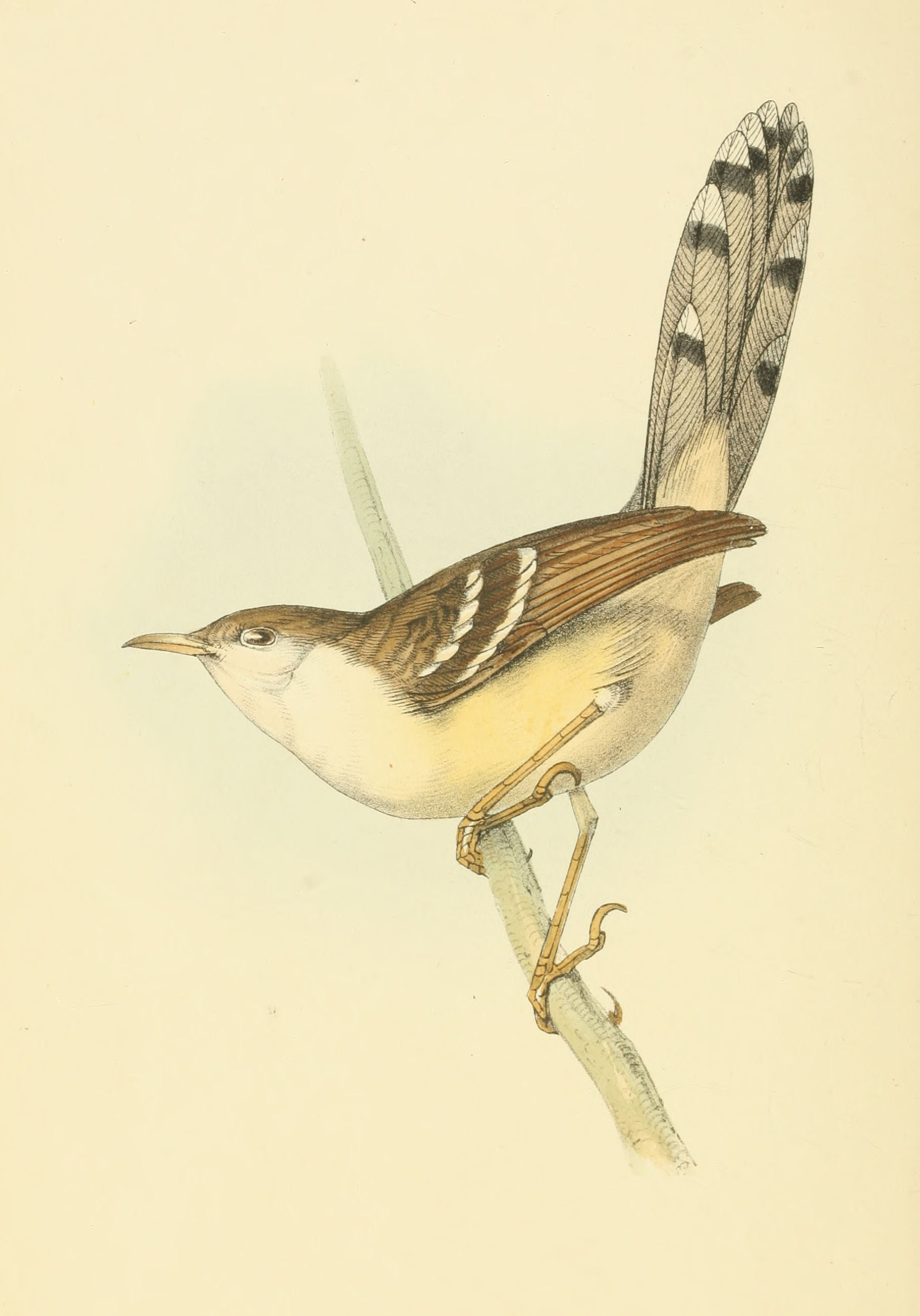 Plate 97.
