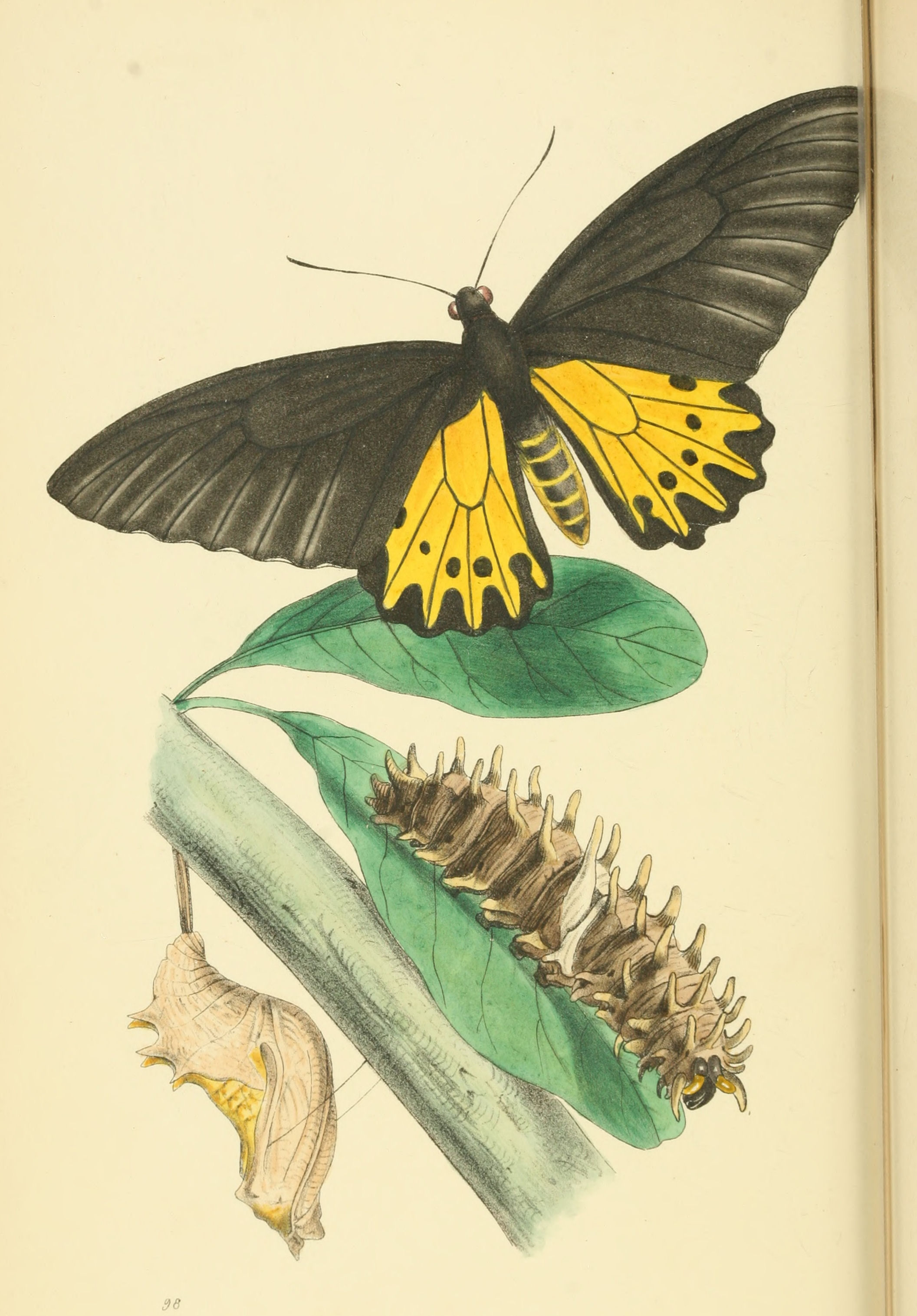 Plate 98.