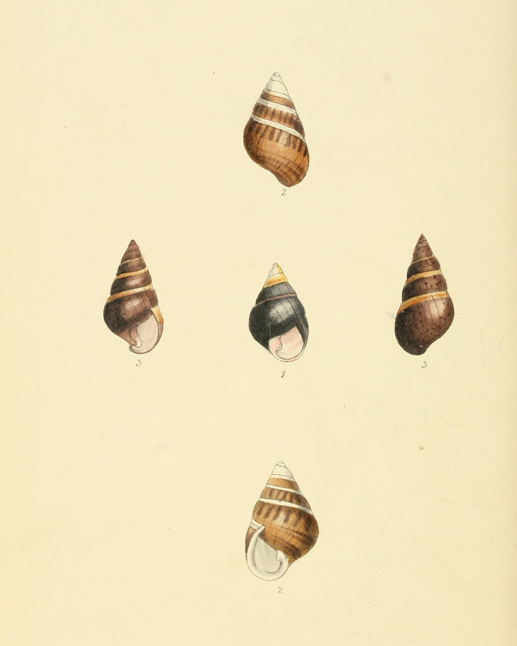 Plate 99.