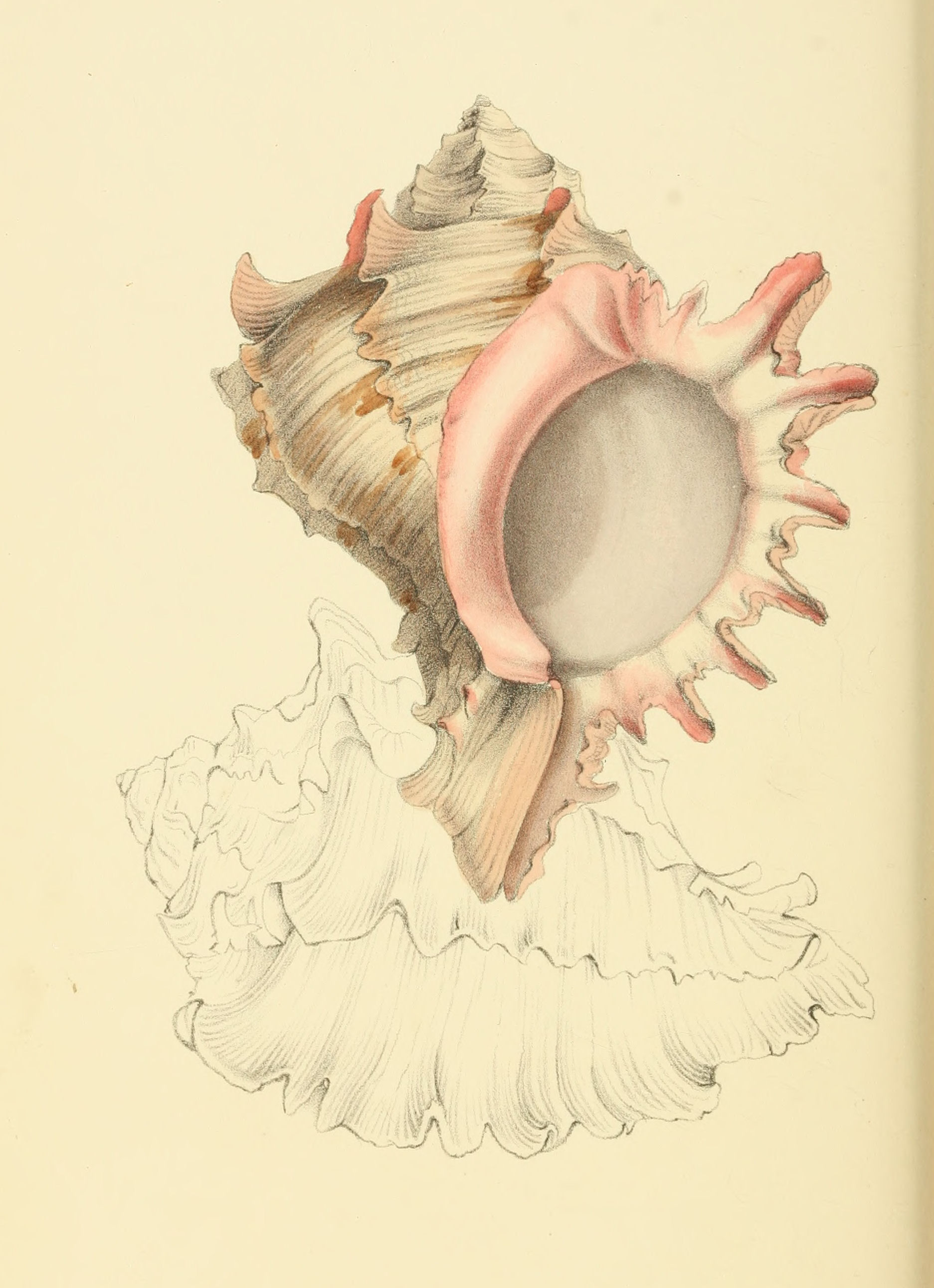 Plate 100.