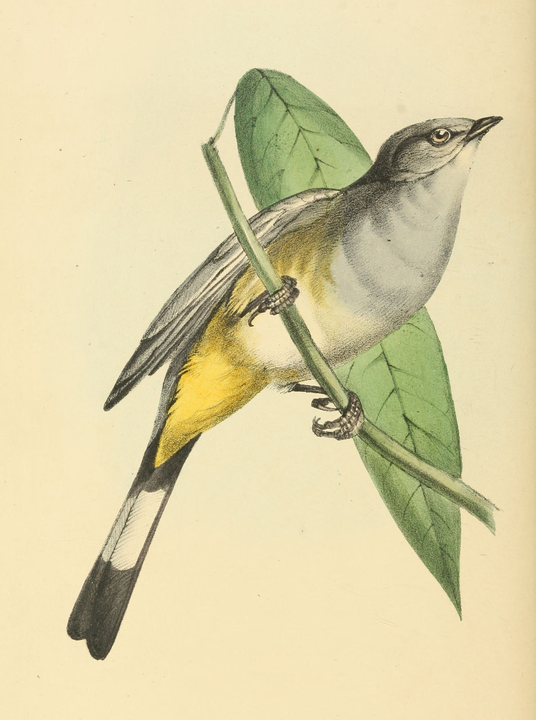 Plate 102.