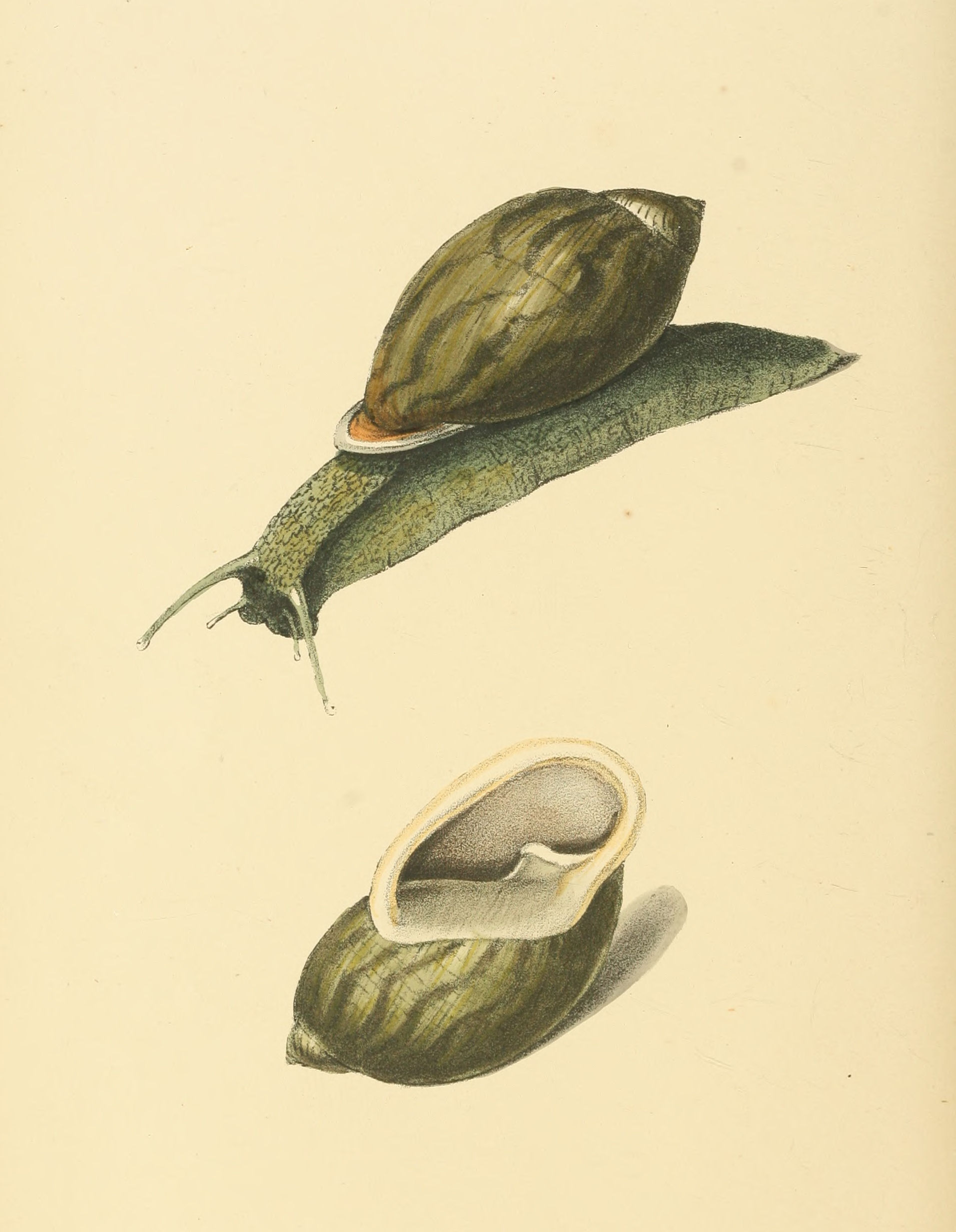 Plate 103.