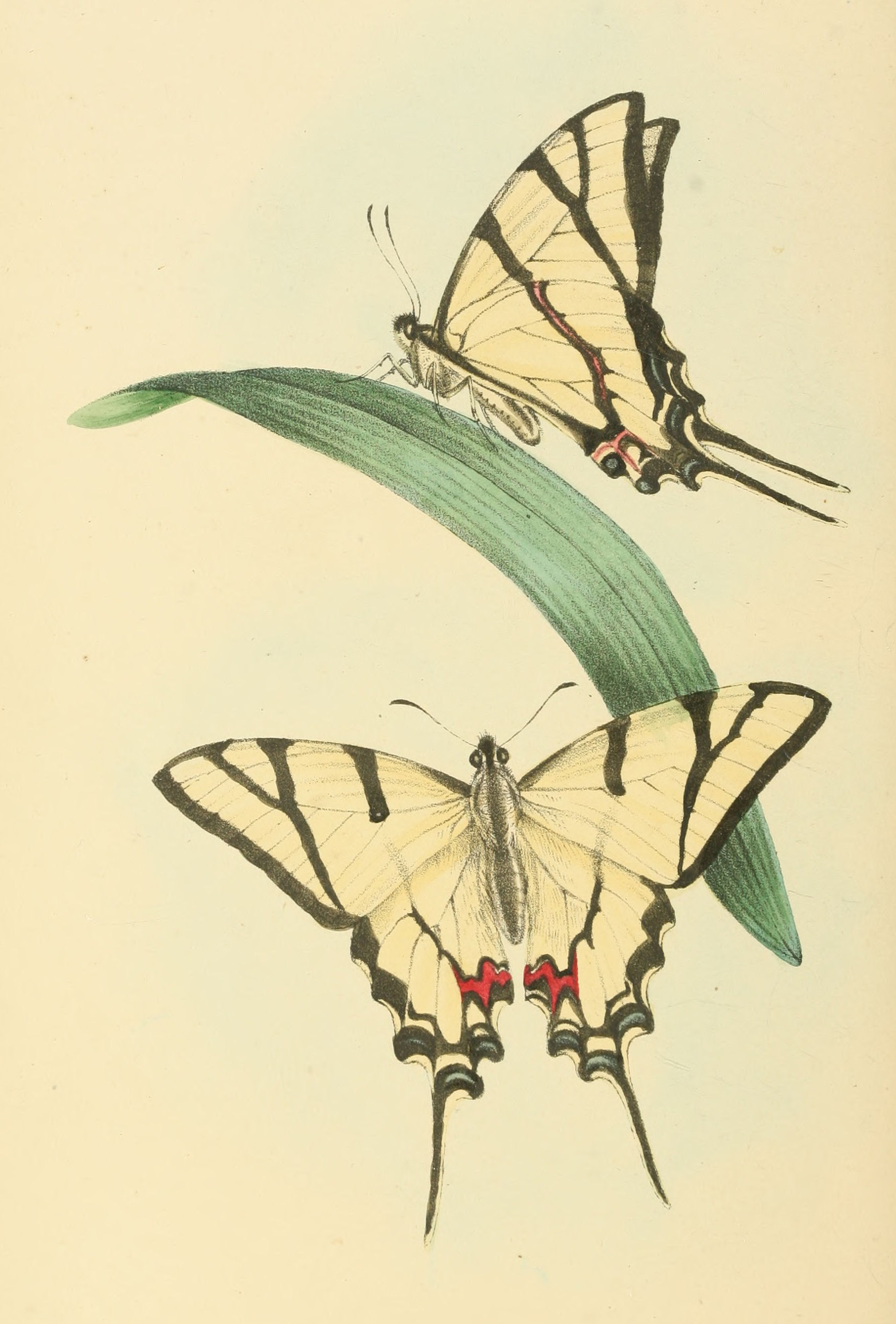 Plate 104.