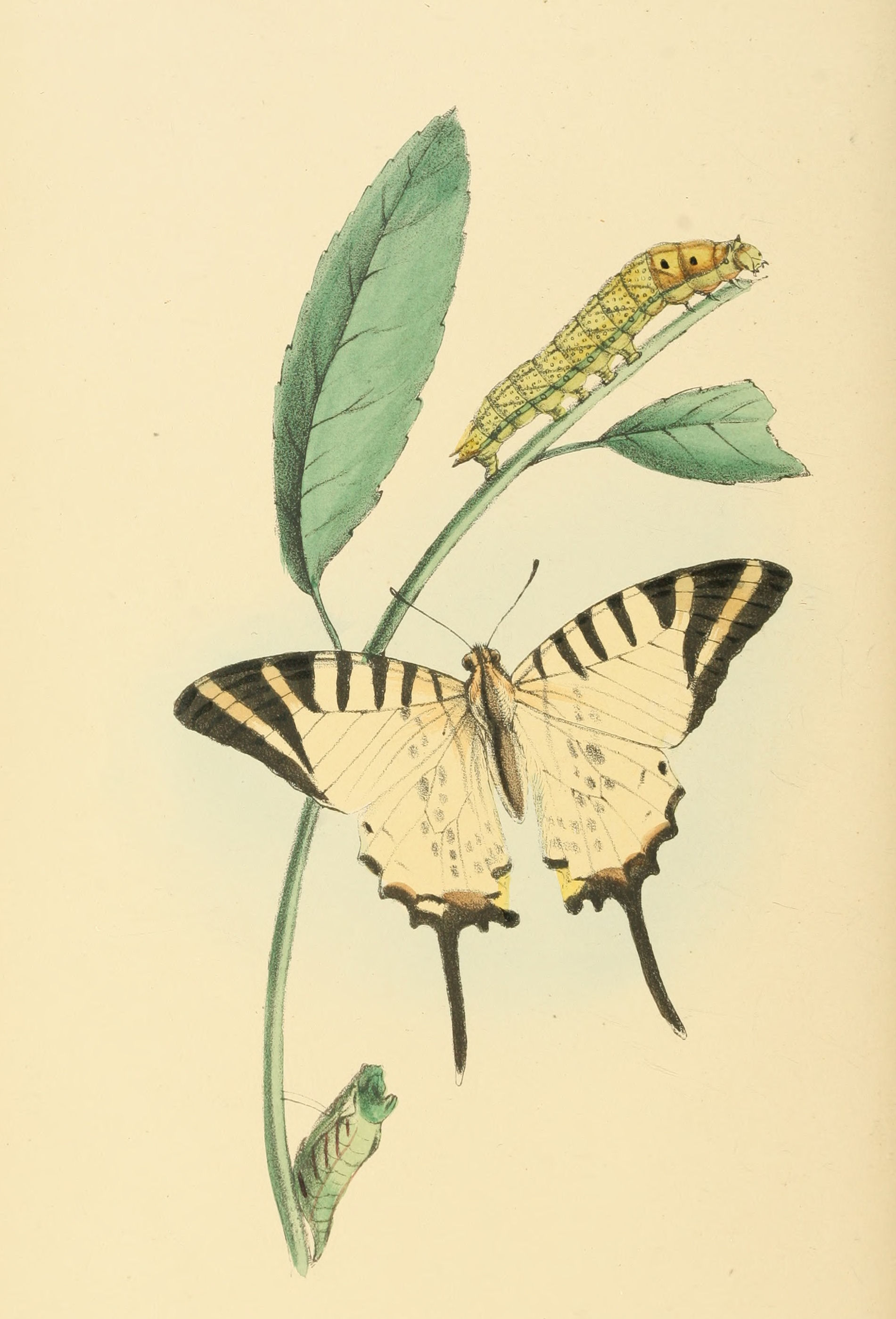 Plate 105.