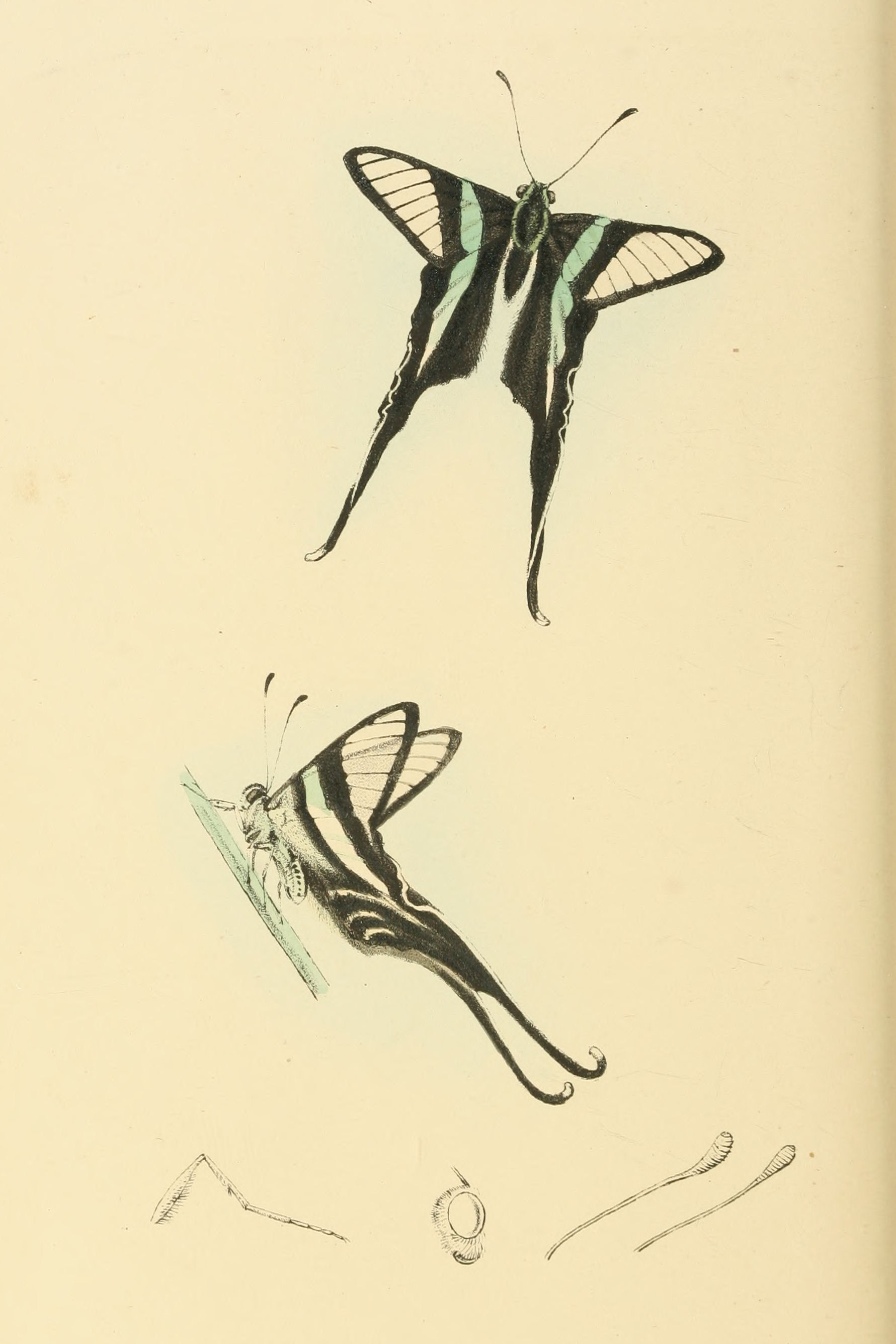Plate 106.