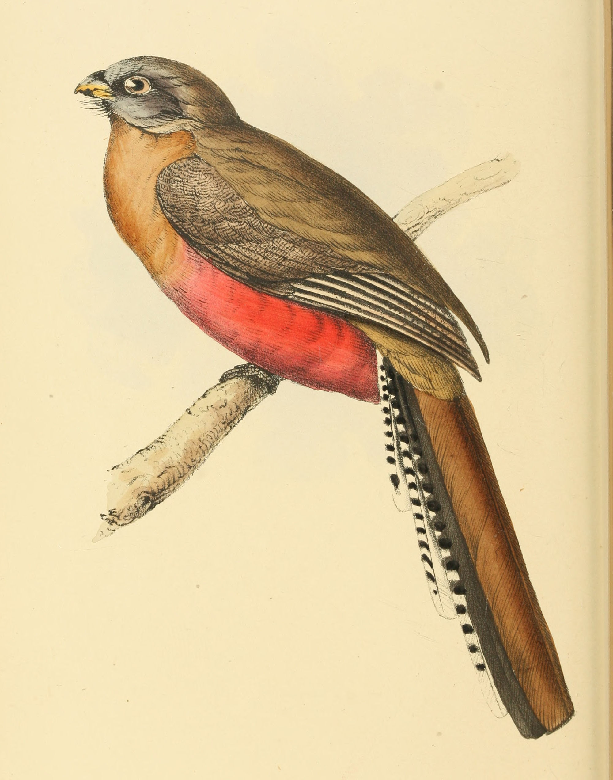 Plate 107.
