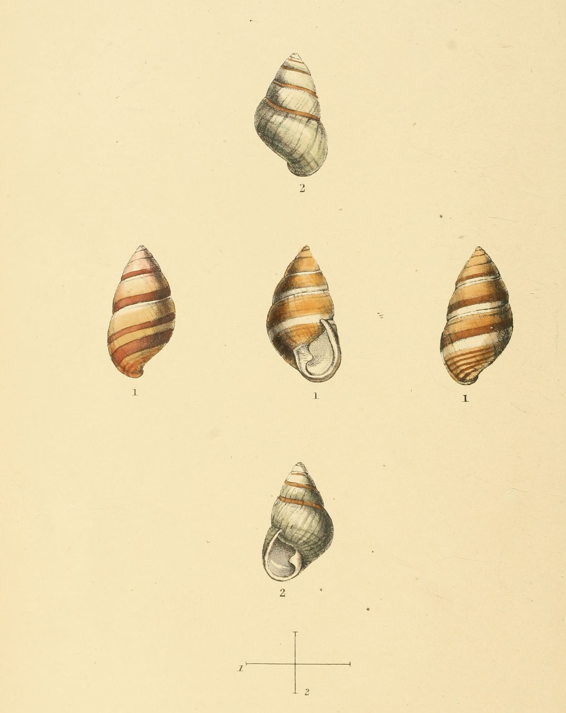 Plate 108.