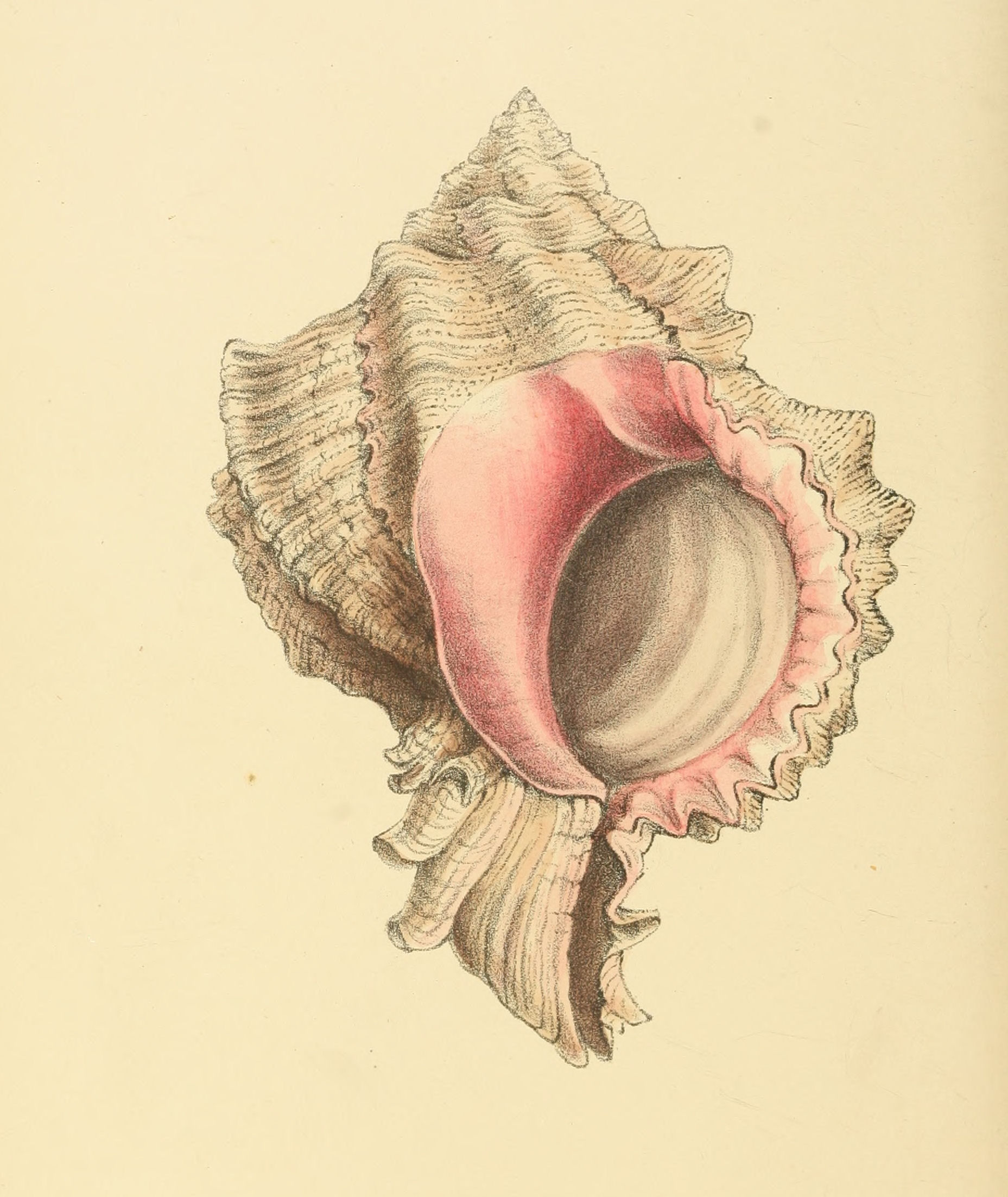 Plate 109.