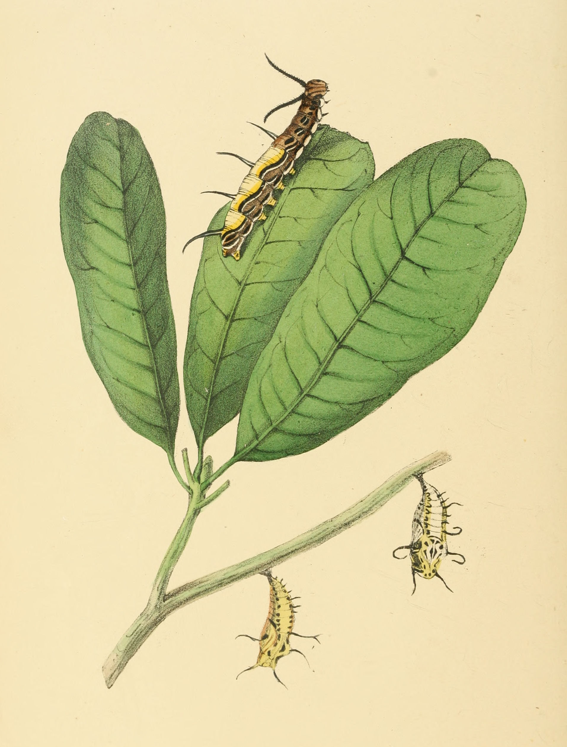 Plate 110.