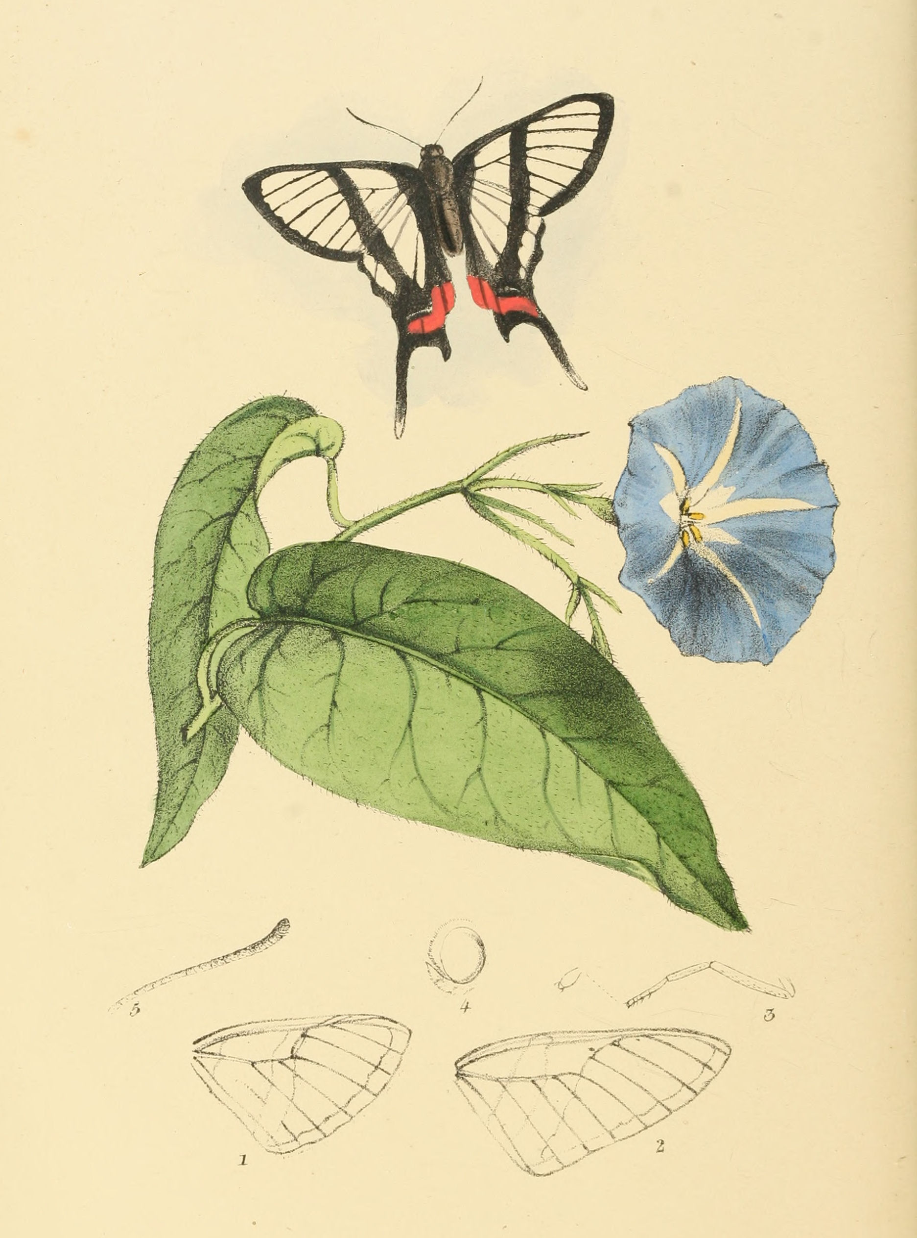 Plate 111.