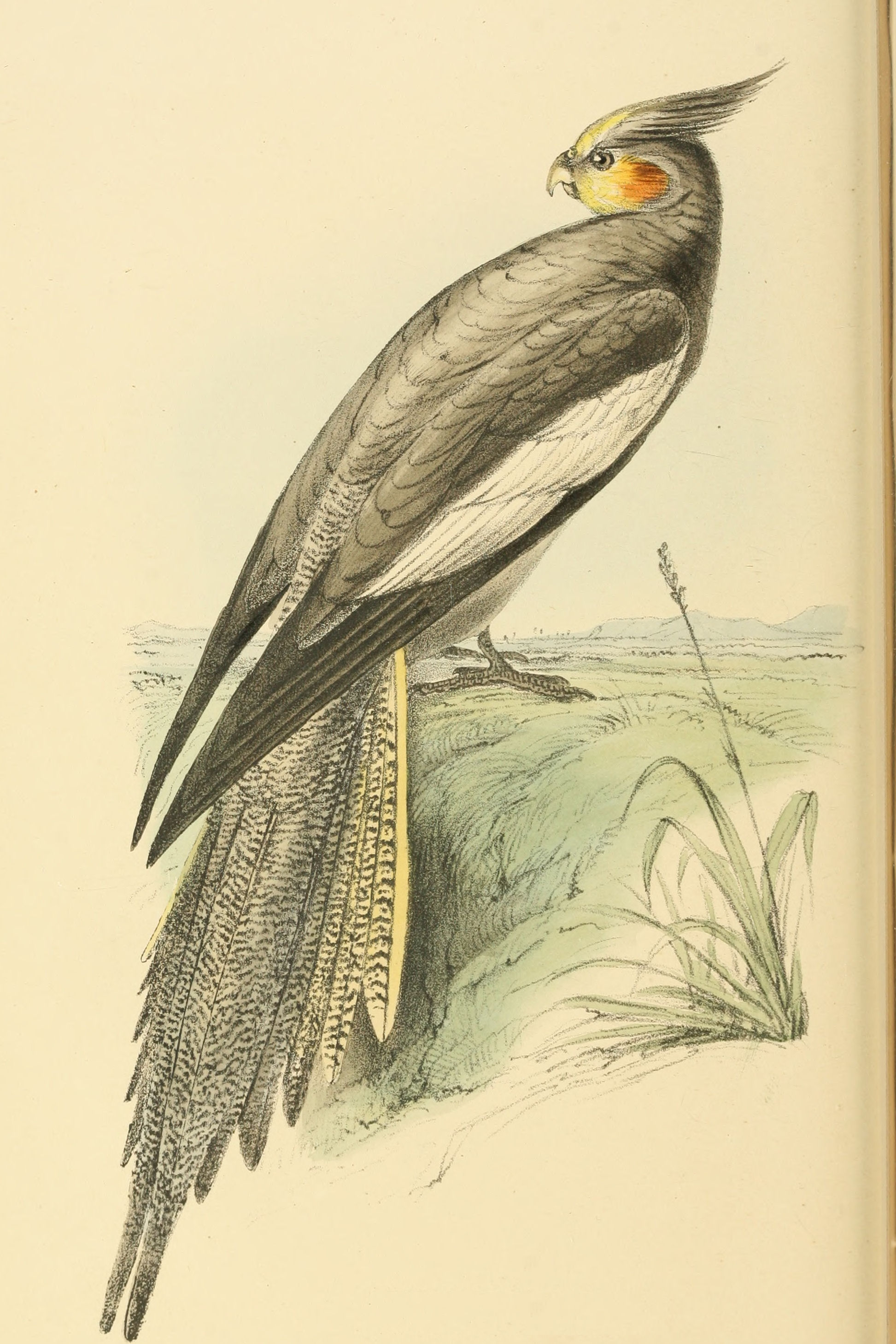 Plate 112.