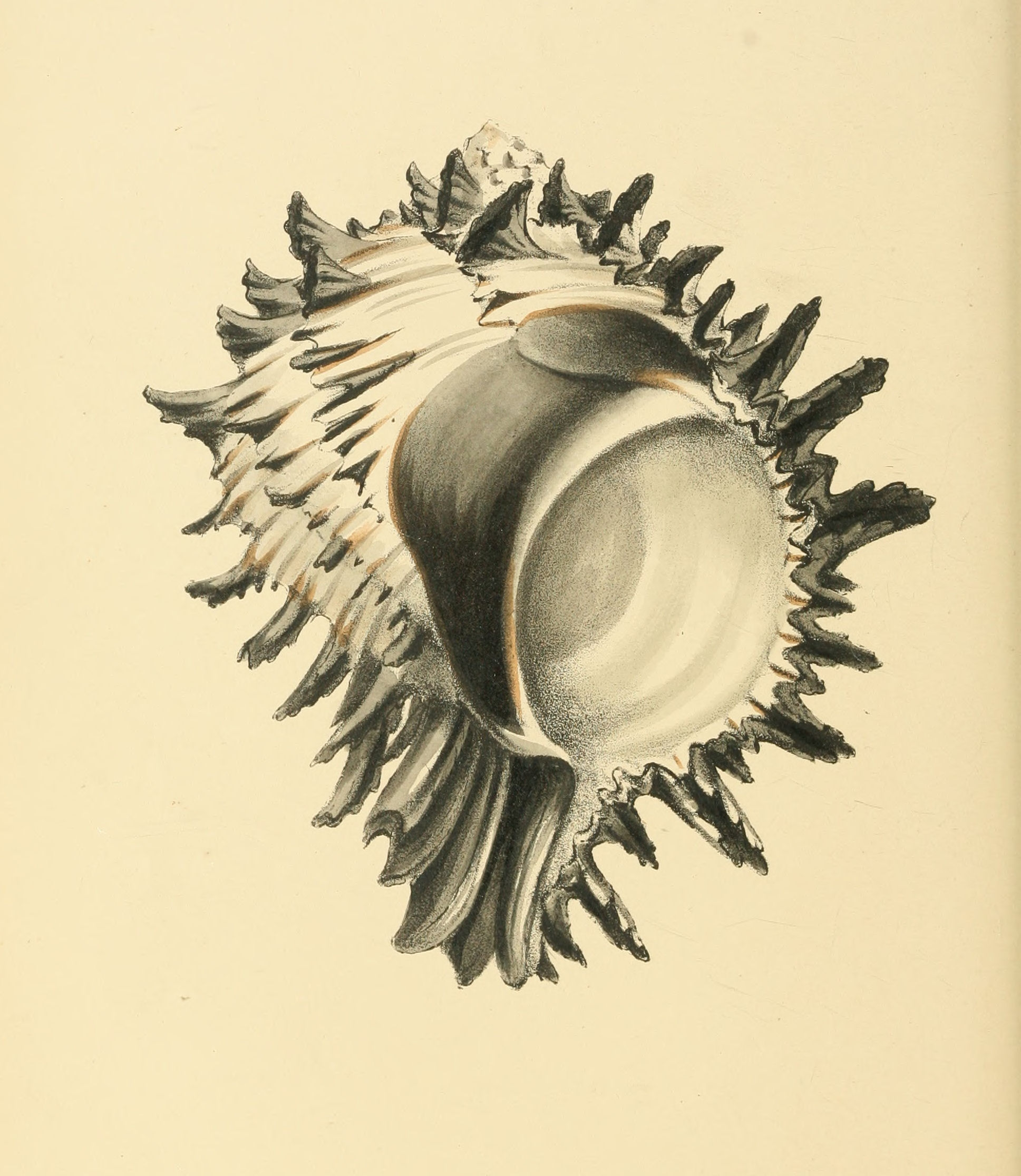 Plate 113.