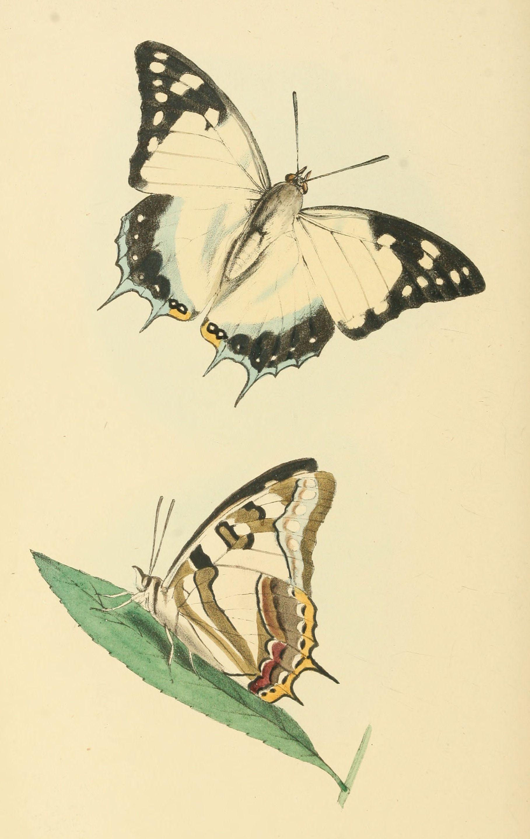 Plate 114.