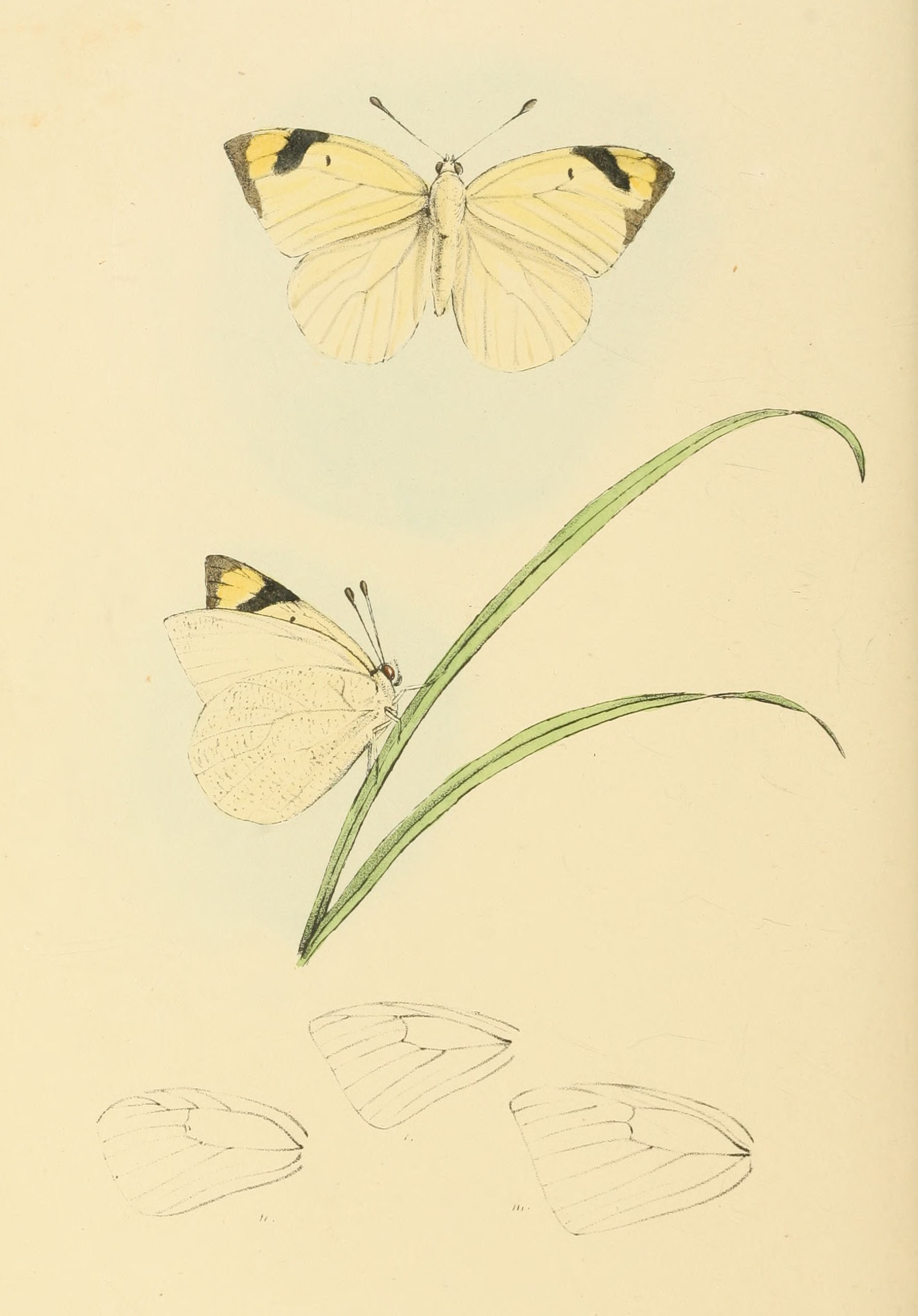 Plate 115.