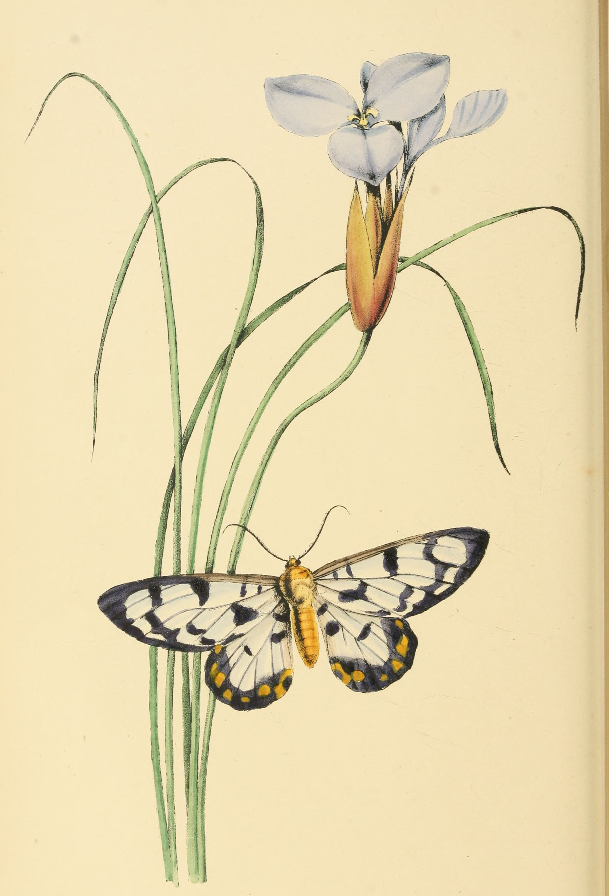 Plate 116.