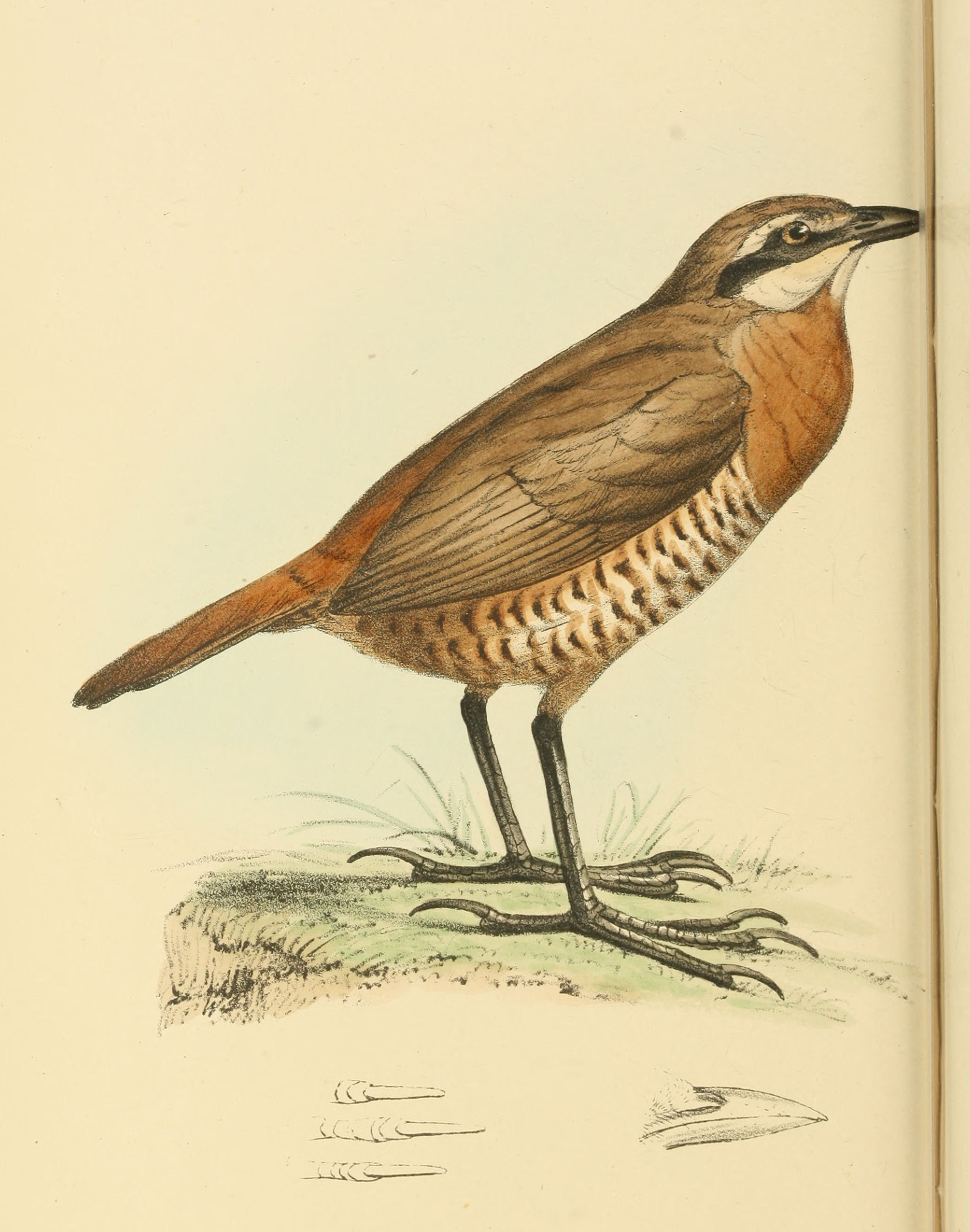 Plate 117.