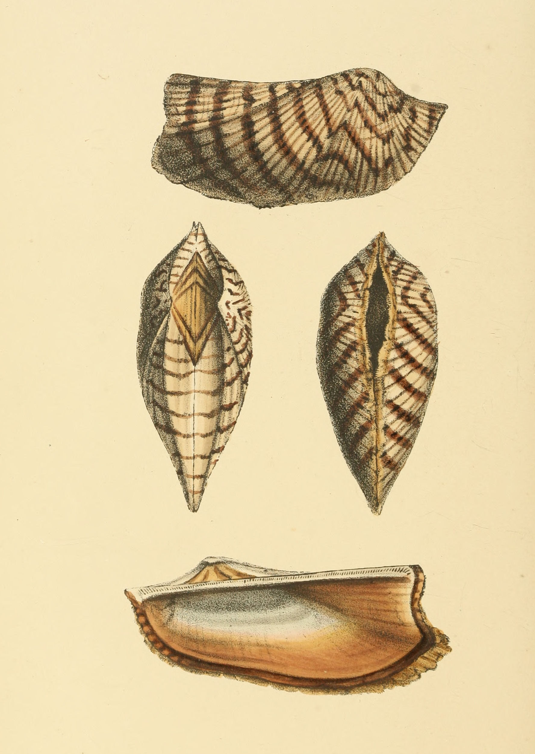 Plate 118.