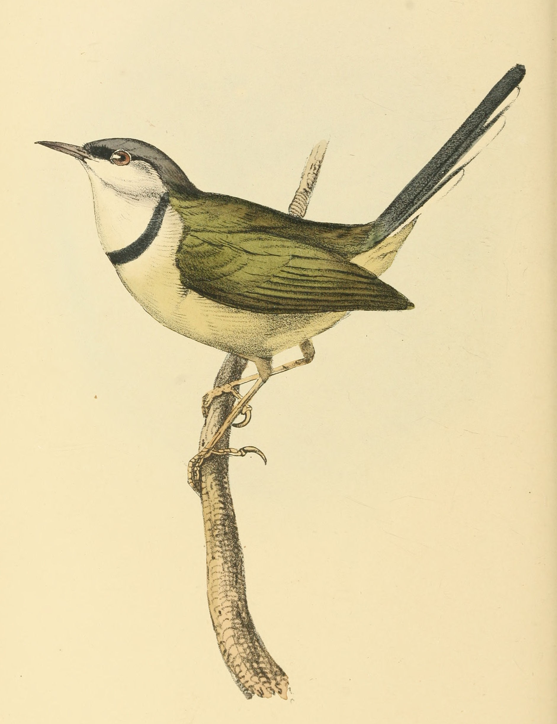 Plate 119.