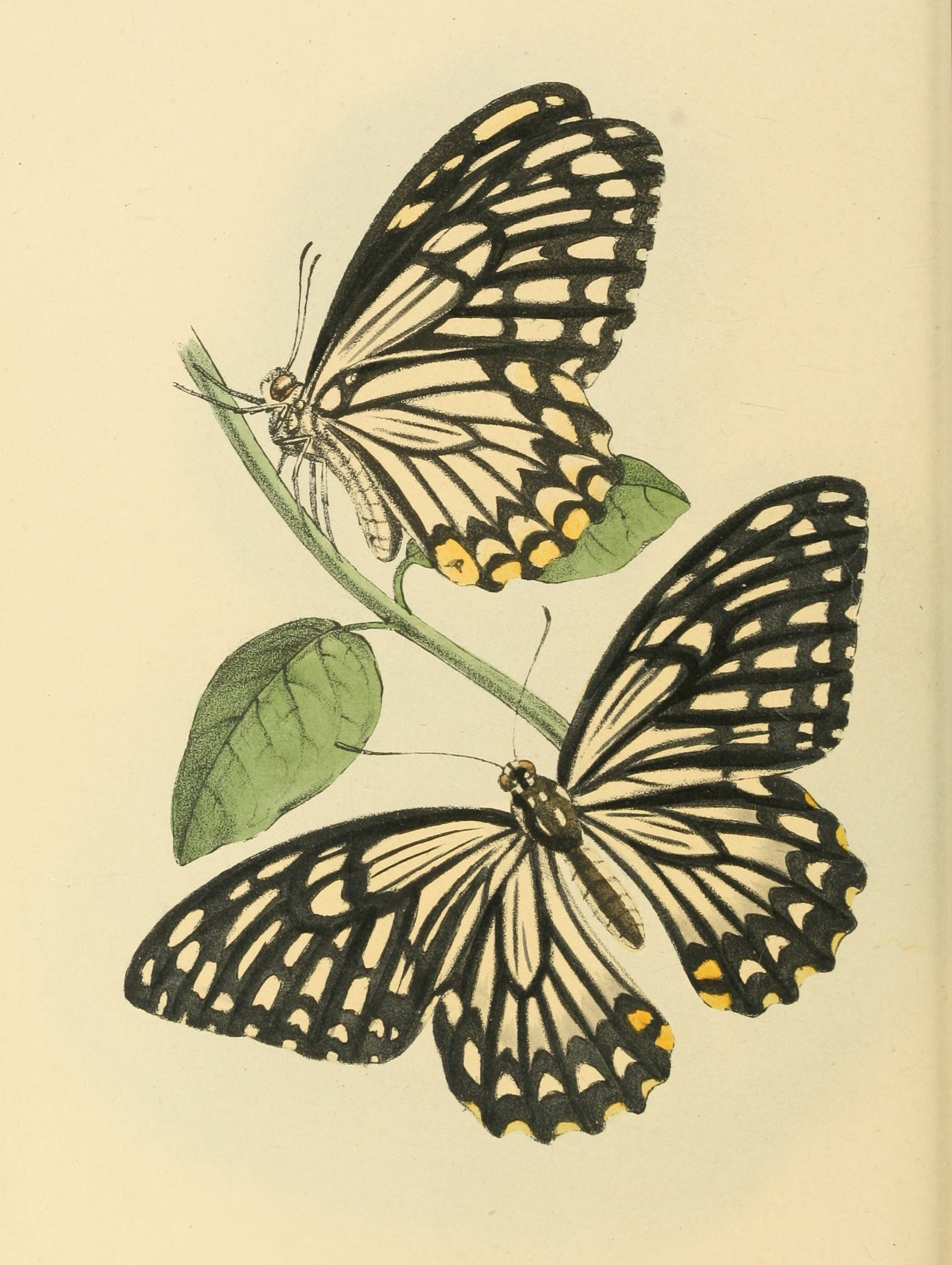 Plate 120.