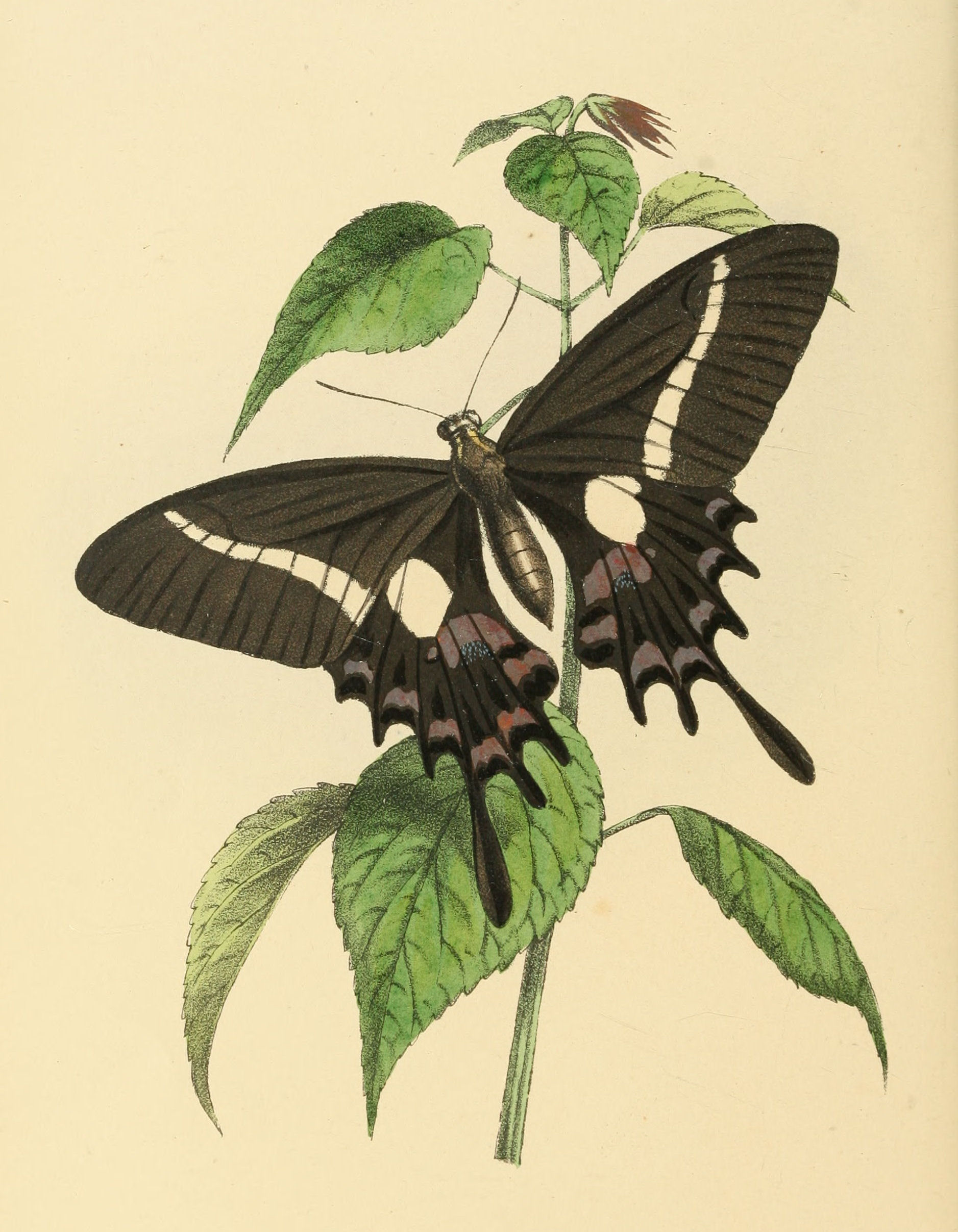 Plate 121.