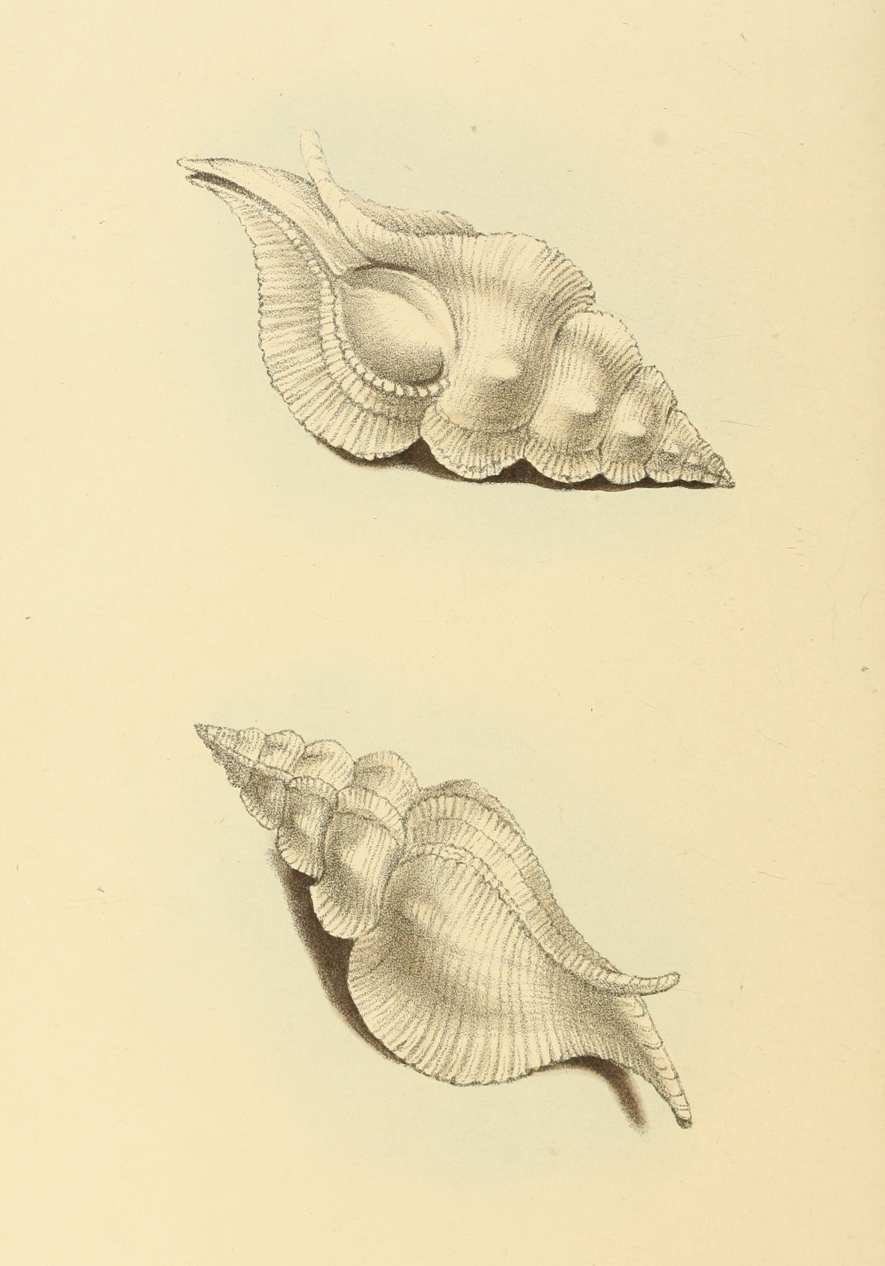 Plate 122.