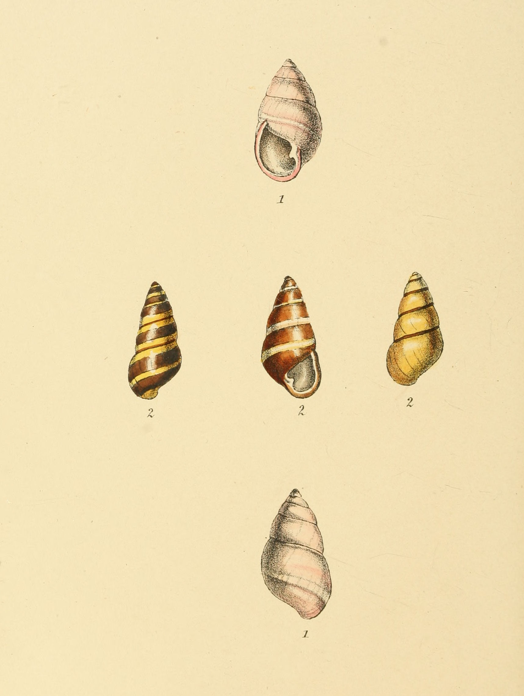 Plate 123.
