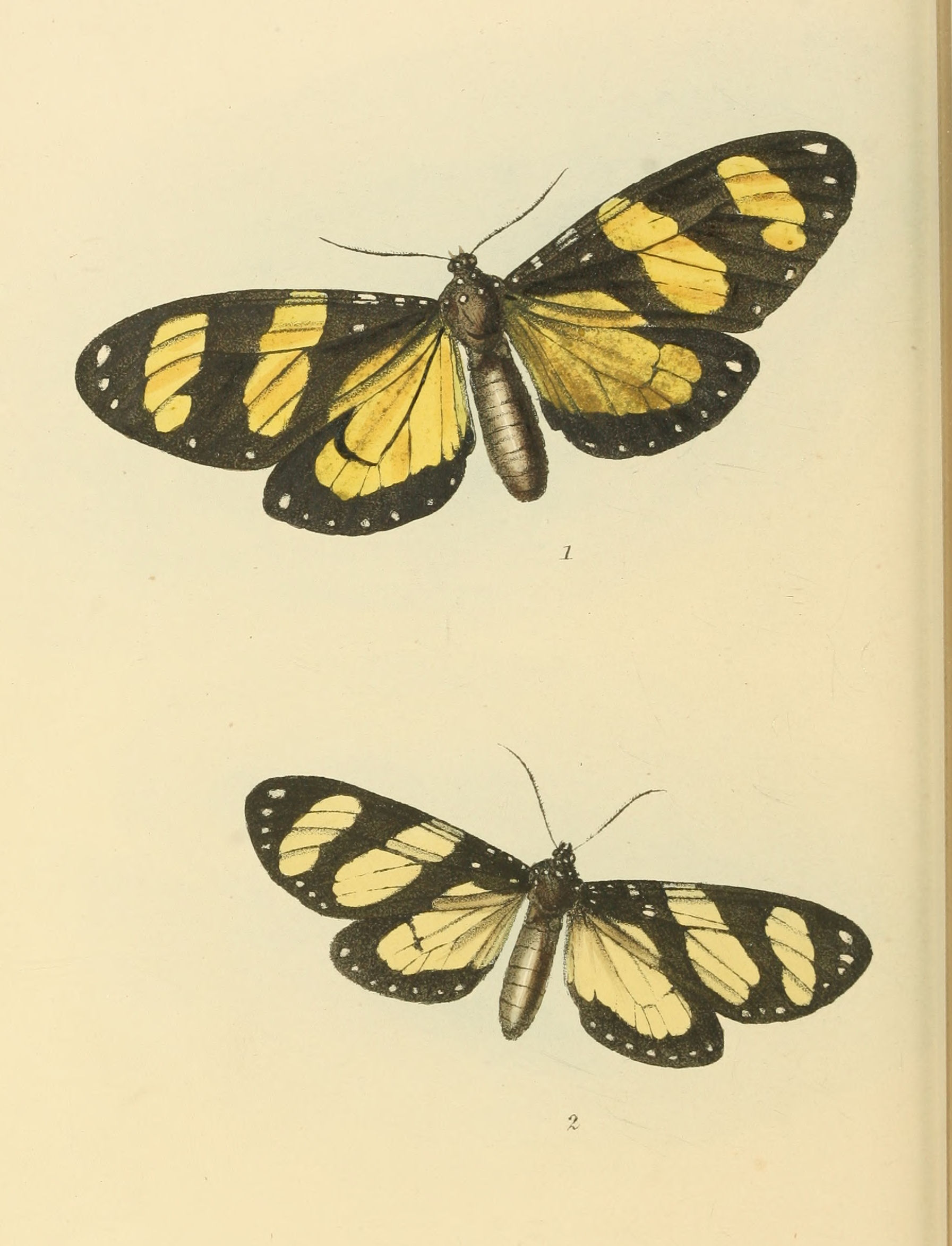 Plate 124.